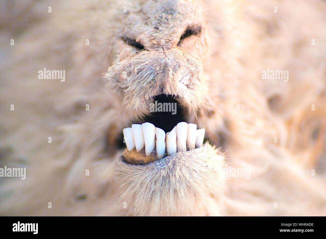 Goat Teeth High Resolution Stock Photography and Images - Alamy