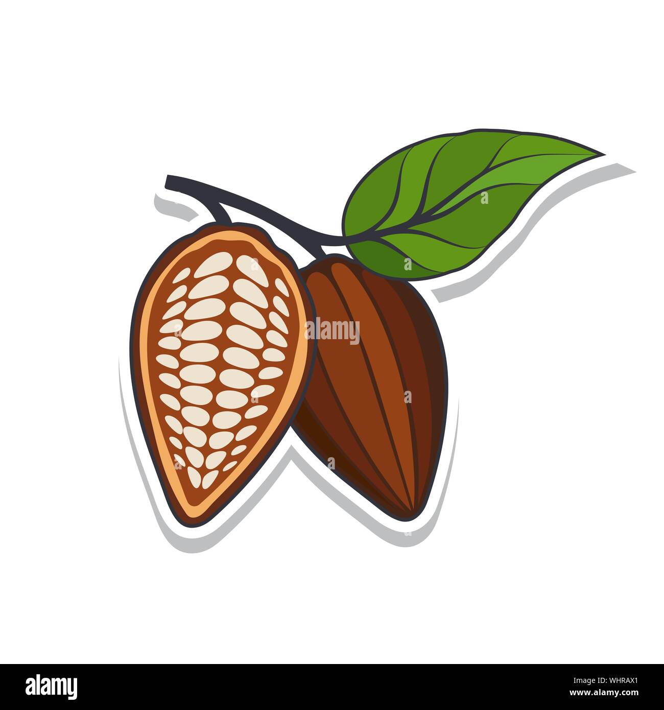 Cocoa beans with leaves on white background. Vector illustration Stock