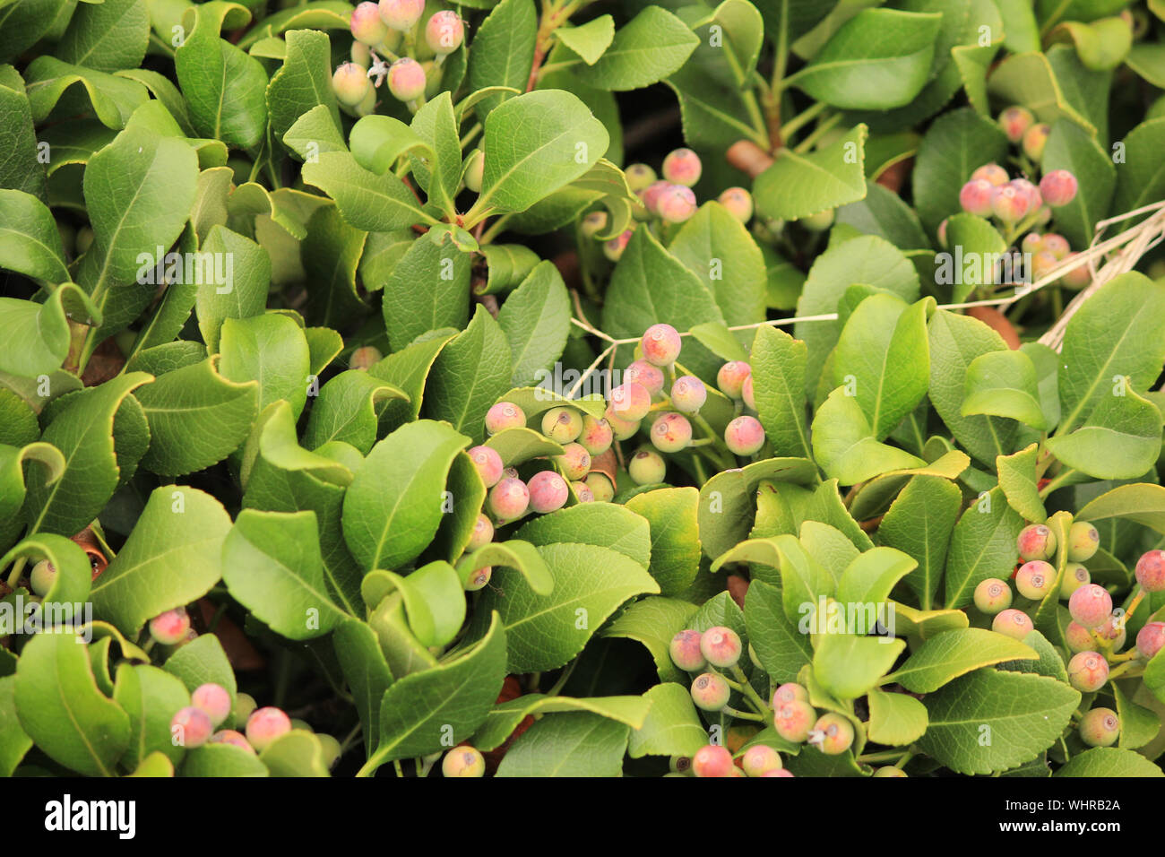 Myrica cerifera - southern wax myrtle is a native plant of  North America Stock Photo