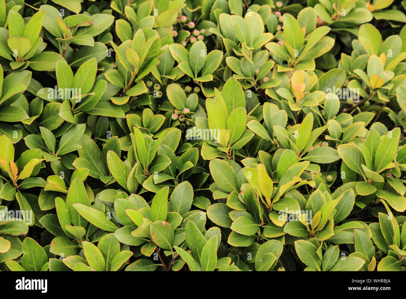 Myrica cerifera - southern wax myrtle is a native plant of  North America Stock Photo