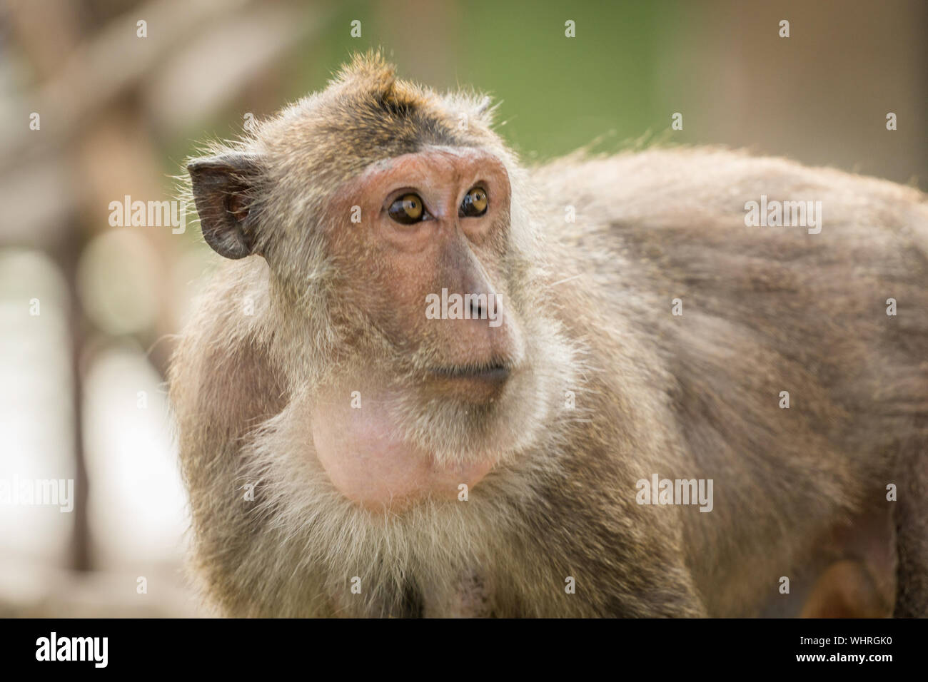 Close-up Of Monkey Stock Photo