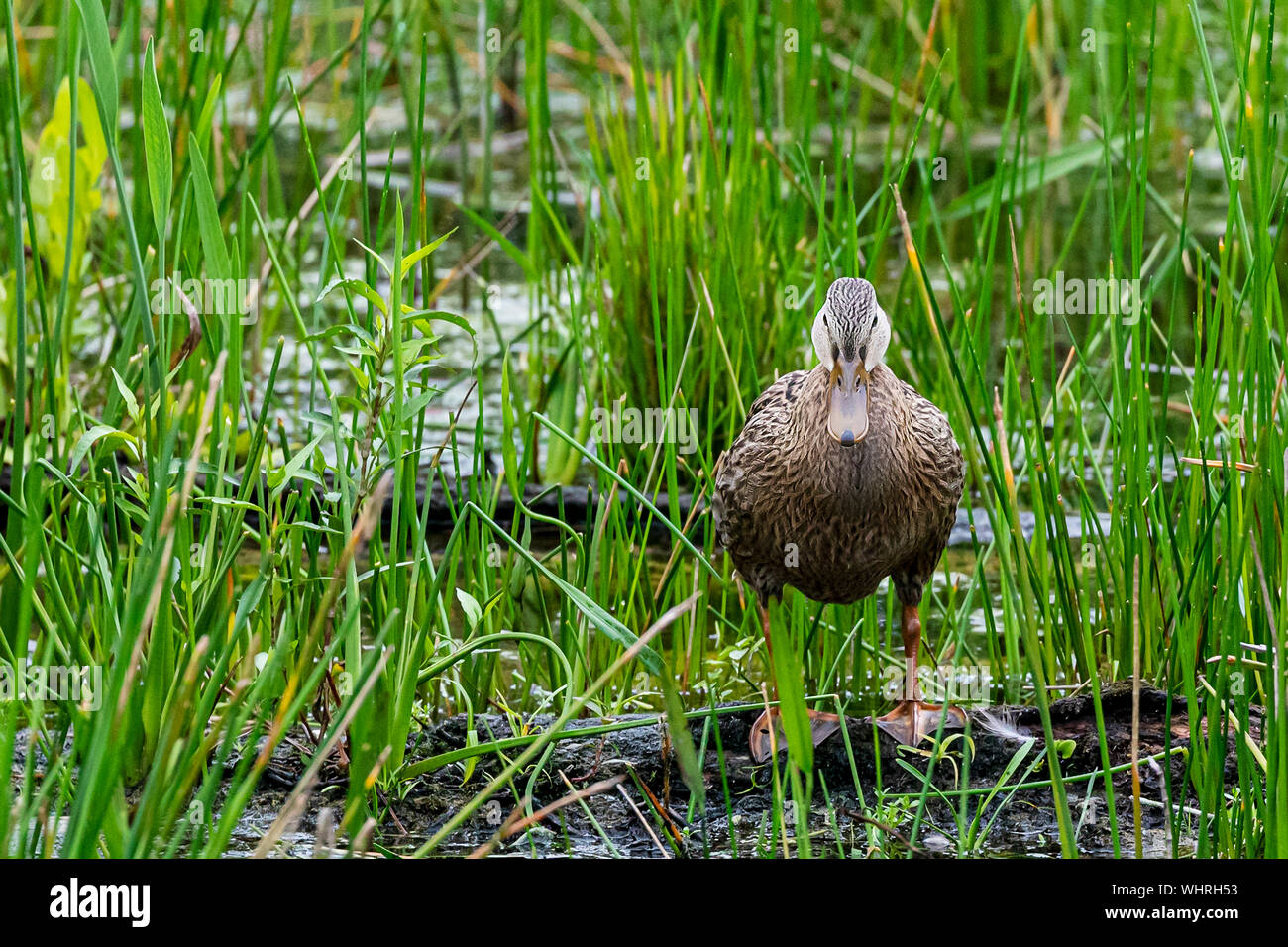 Mottled Duck in the south florida marshes Stock Photo