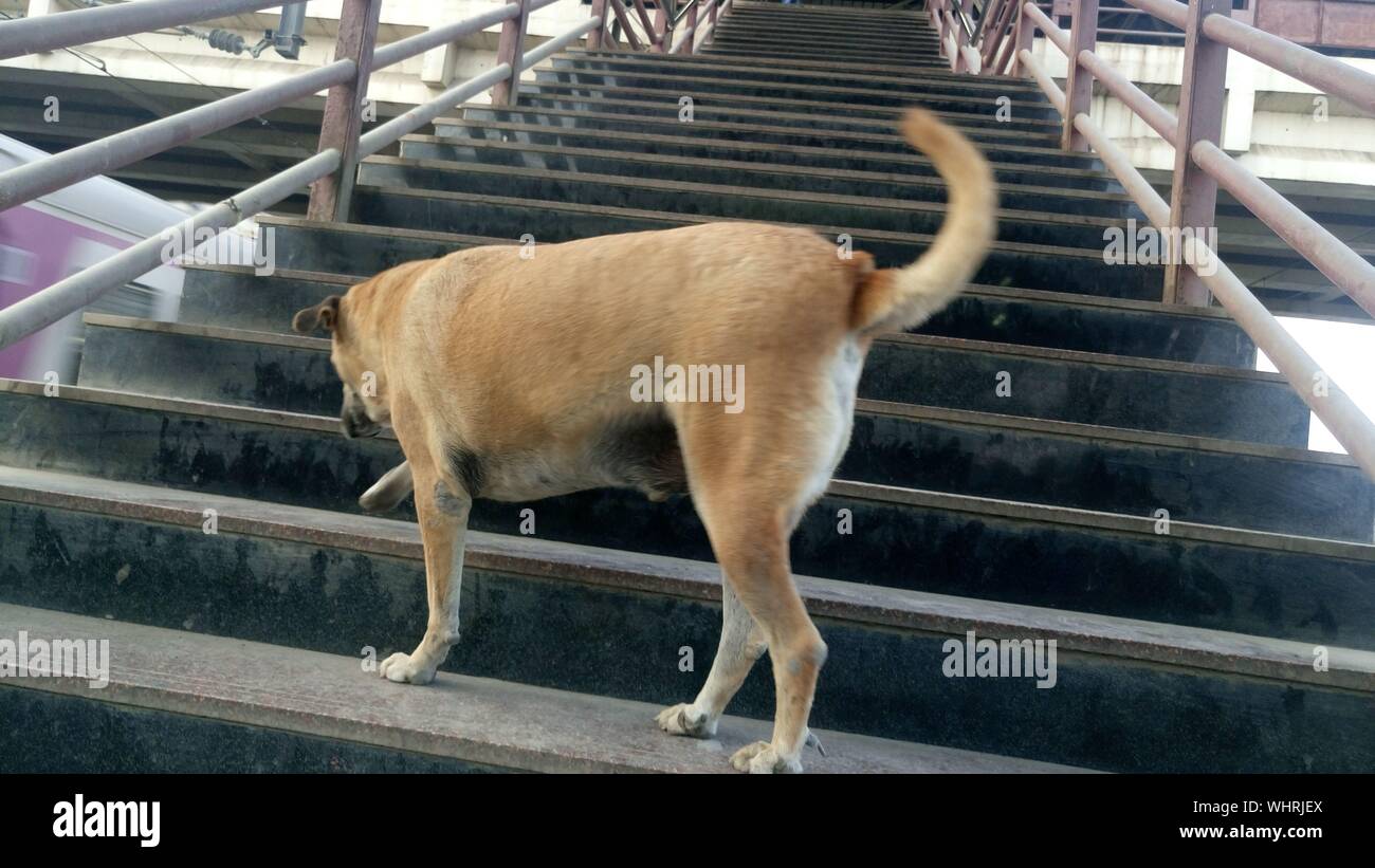 Side View Of Dog On Stairs Stock Photo