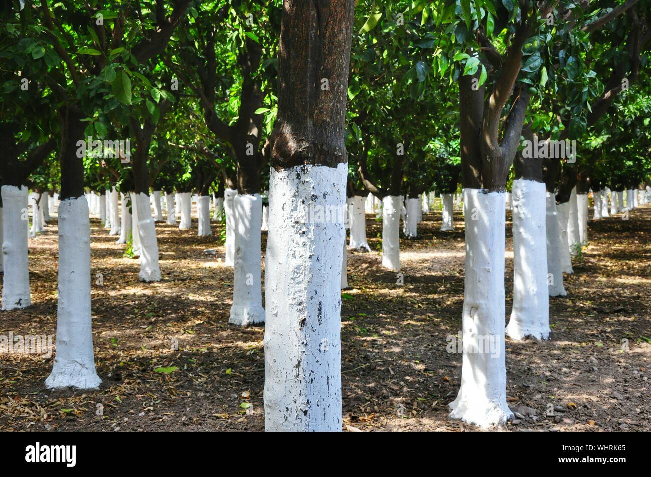 Painted tree hires stock photography and images Alamy