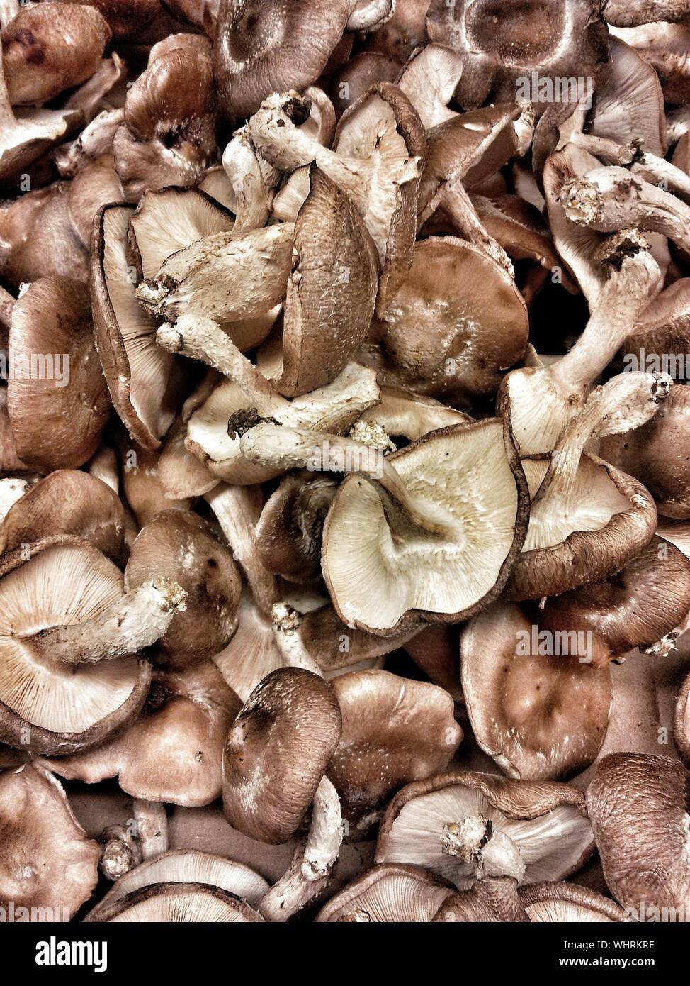 Full Frame Shot Of Edible Mushroom Stock Photo