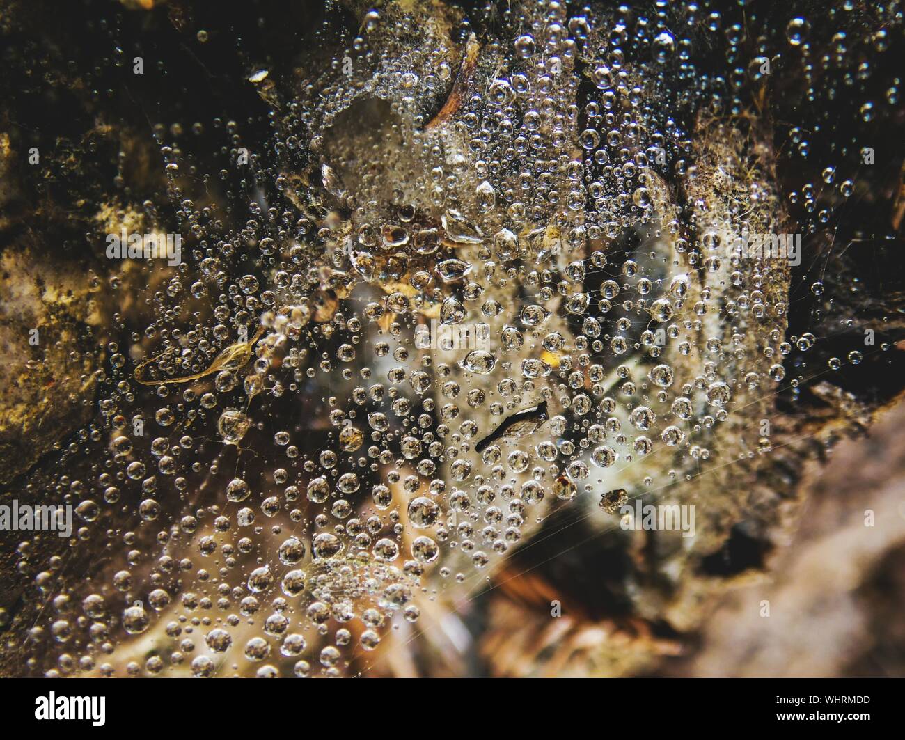Bubbles In Champagne Stock Photo Alamy
