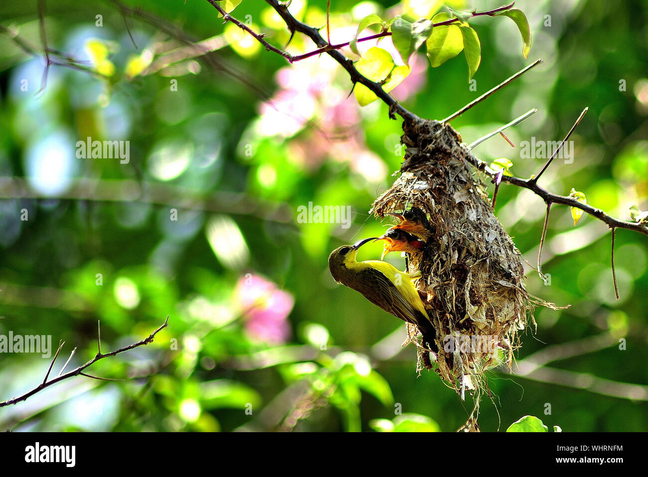 Bird nest hanging from tree hires stock photography and images Alamy