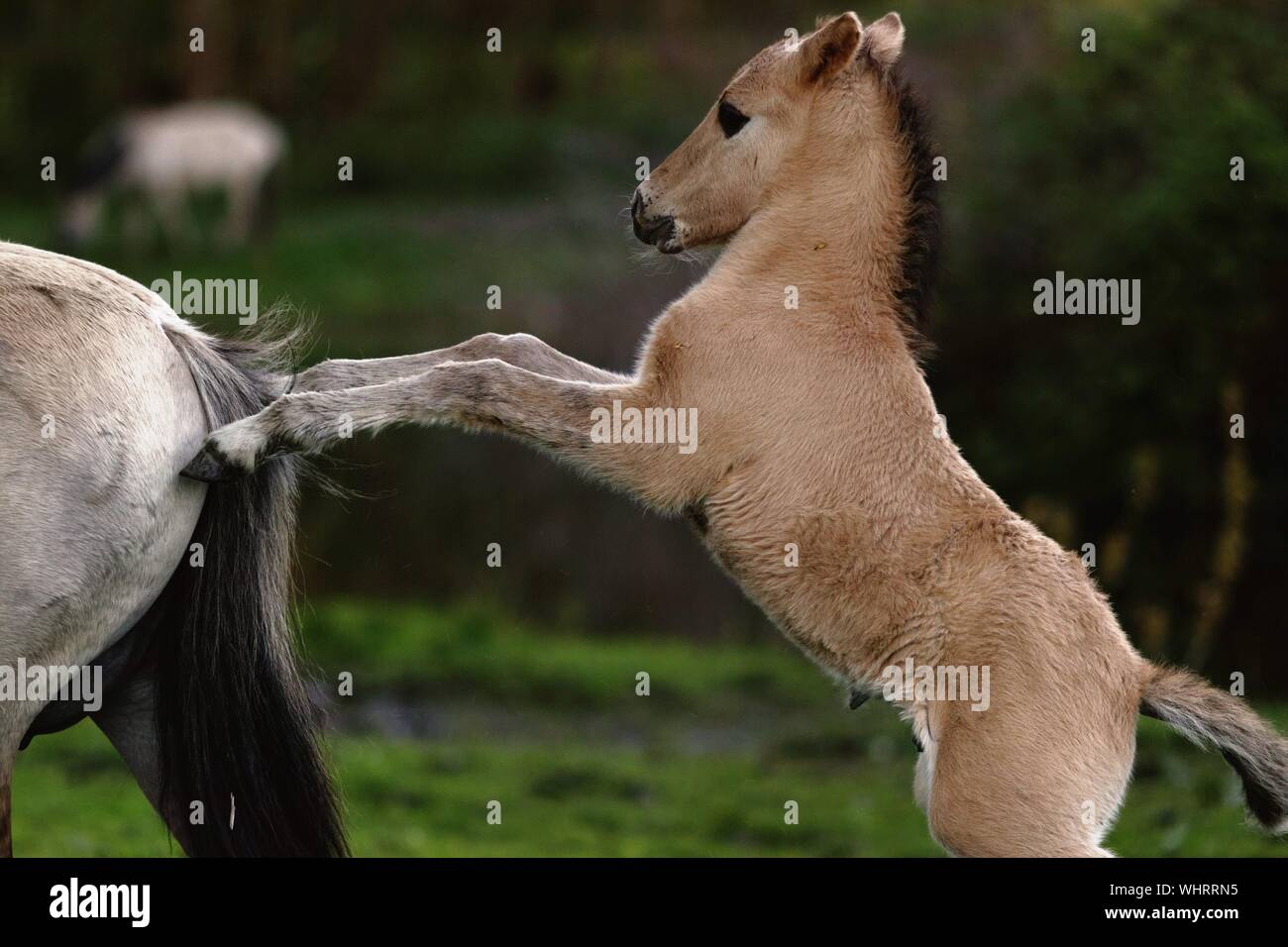 Close-up Of Young Animal Rearing Up On Horse At Field Stock Photo
