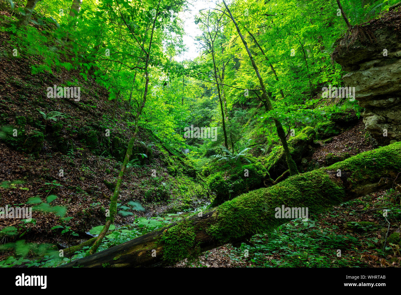 Dead wood in the Wutachschlucht nature reserve, Black Forest, Baden-Wuerttemberg, Germany Stock Photo