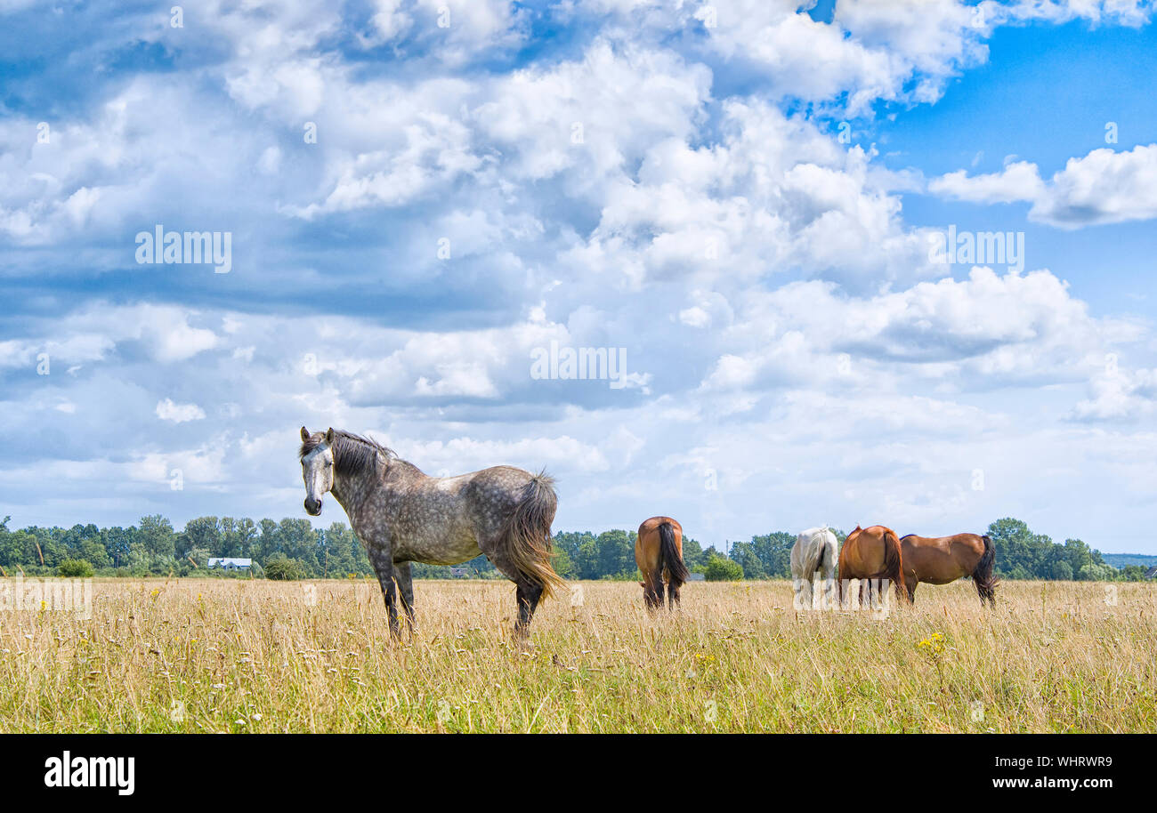 Beautiful white horse on the sky background and horse Stock Photo