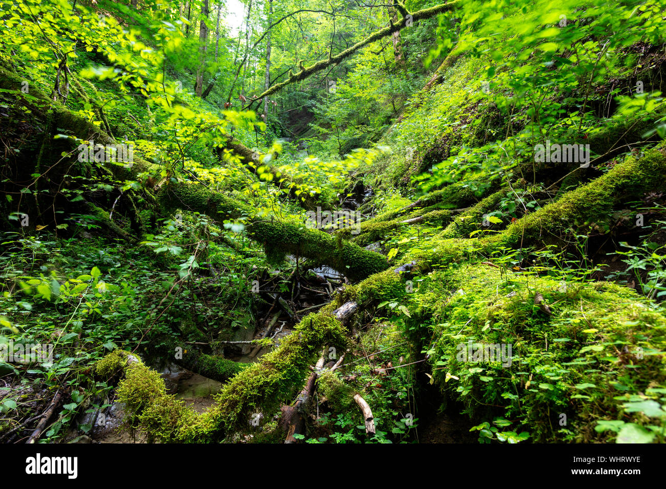 Dead wood in the Wutachschlucht nature reserve, Black Forest, Baden-Wuerttemberg, Germany Stock Photo