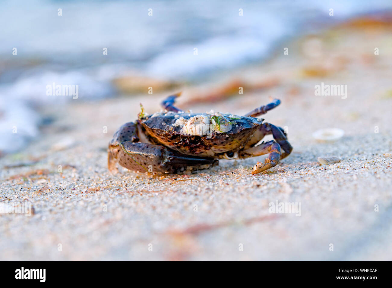 One crab on the wet sand of the sea beach Stock Photo