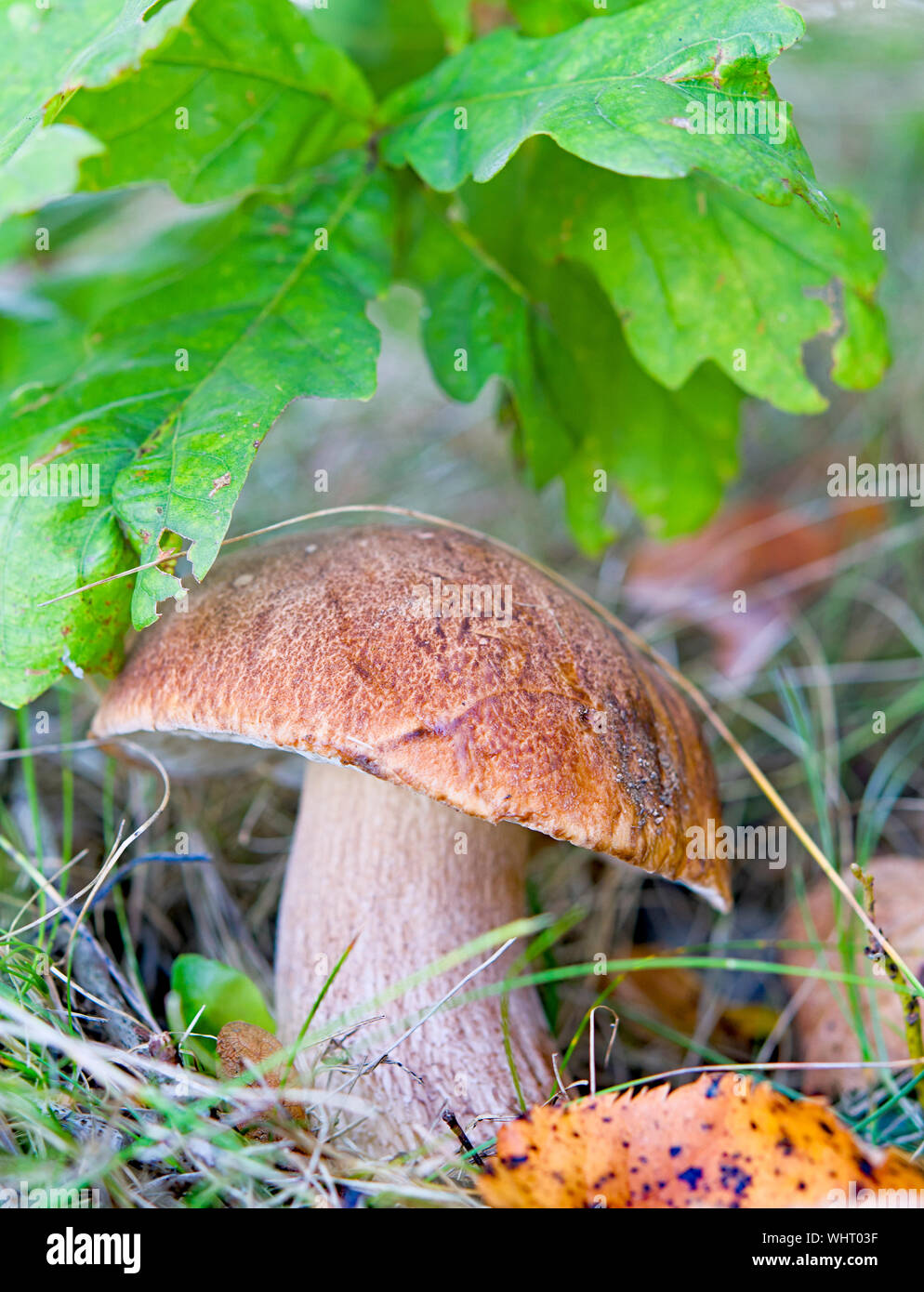Mushrooms cut in the woods. Mushroom boletus edilus. Popular white Boletus mushrooms in forest. Stock Photo
