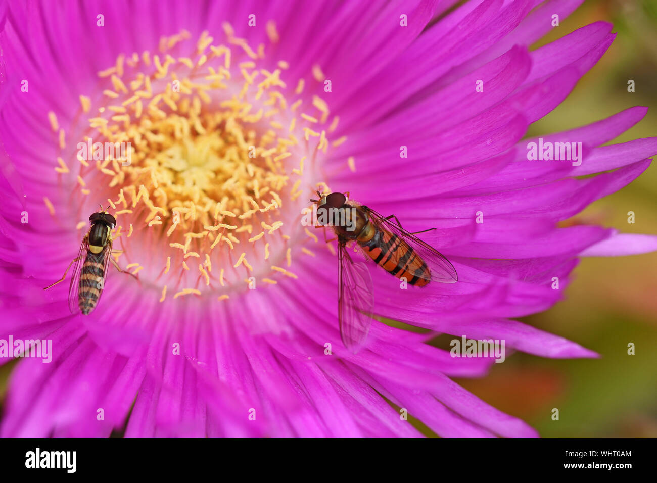 Fig wasps pollination hires stock photography and images Alamy