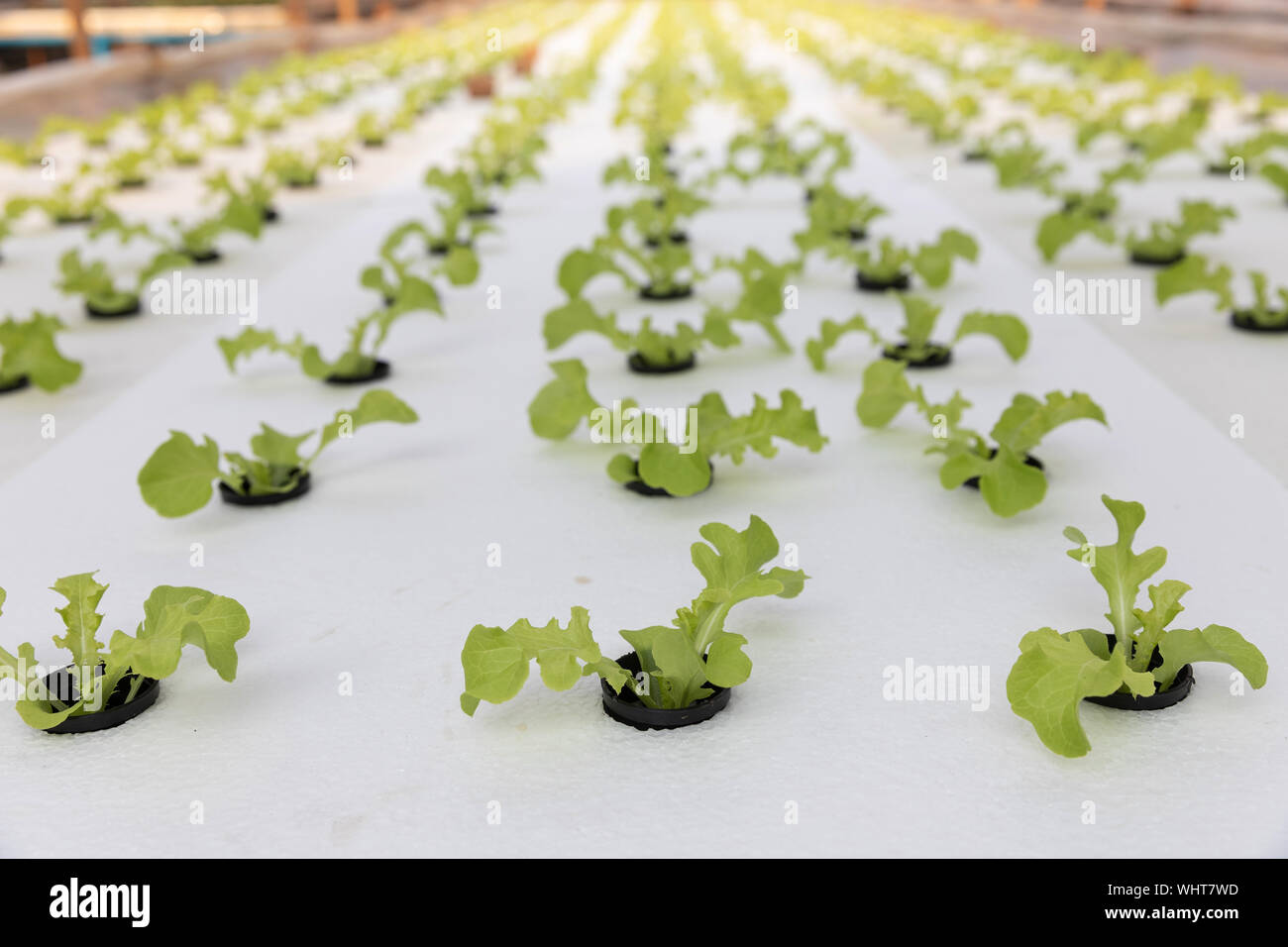 Hydroponics Farm Young Lettuce With Organic Hydroponic Vegetable Garden At Greenhouse Stock Photo Alamy