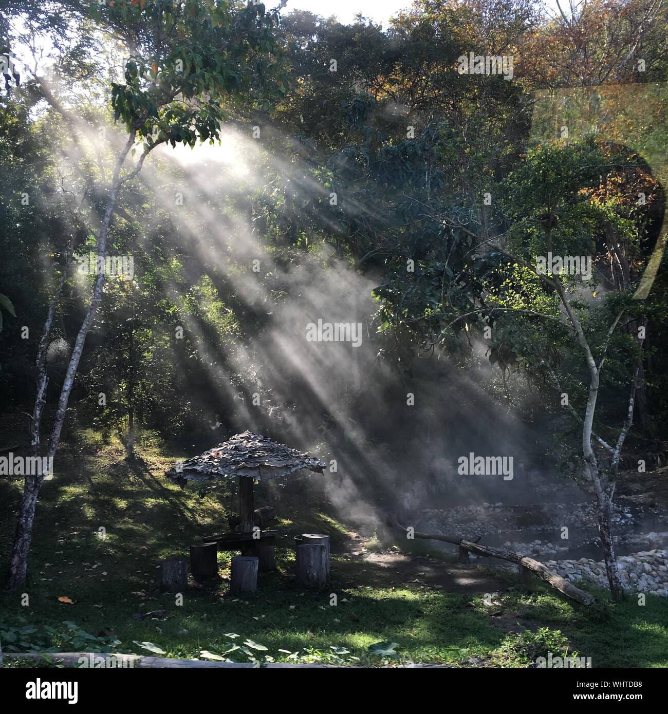 View Of Tree In Water Stock Photo - Alamy