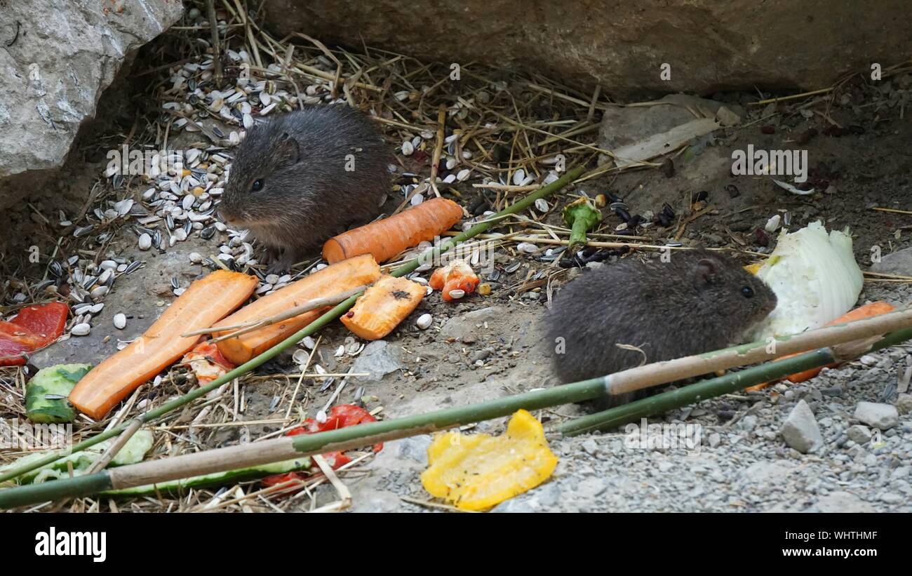 Garbage Rats High Resolution Stock Photography and Images Alamy