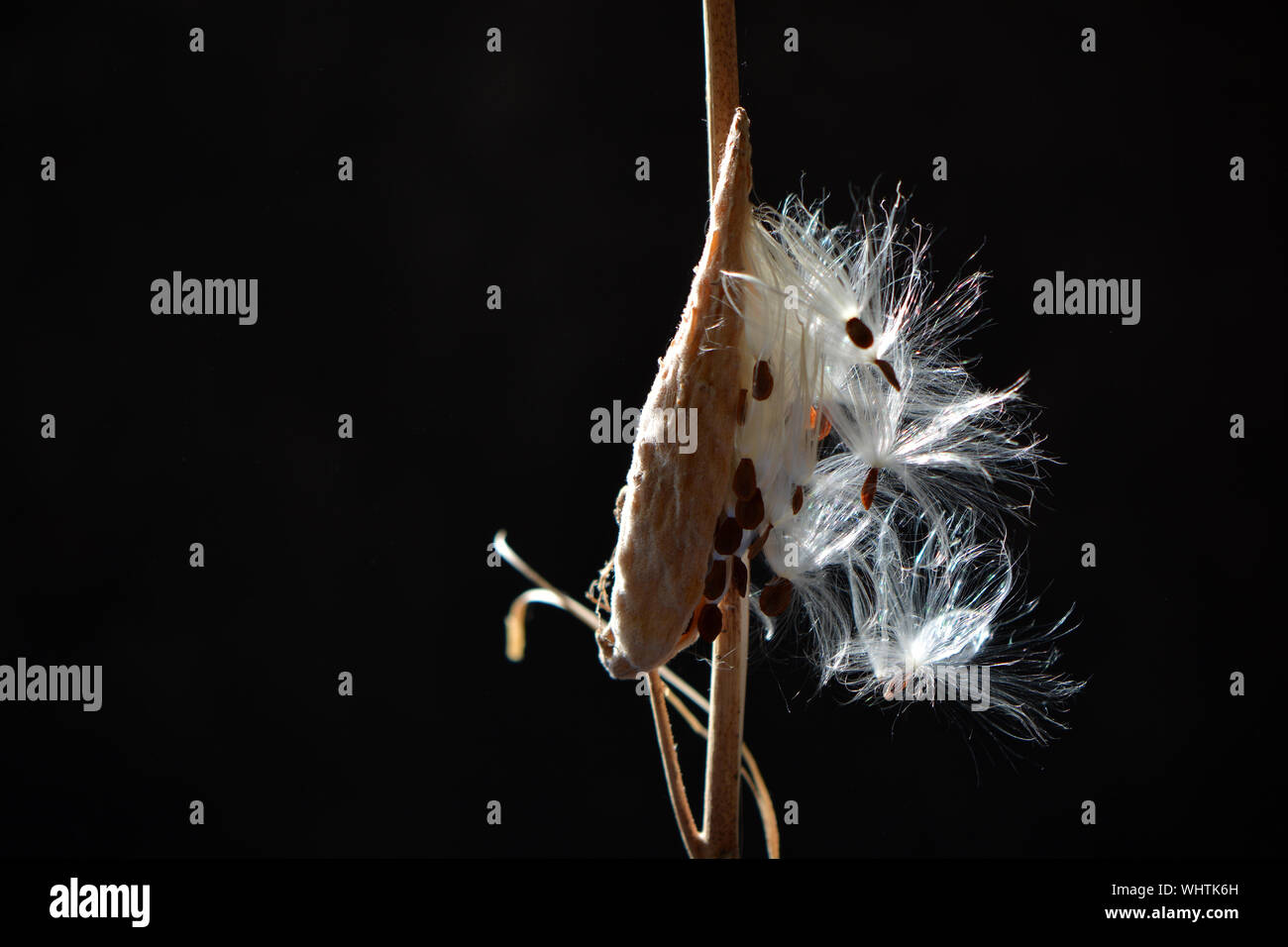 Common Milkweed (Asclepias syriaca) pod whith seeds on black background Stock Photo