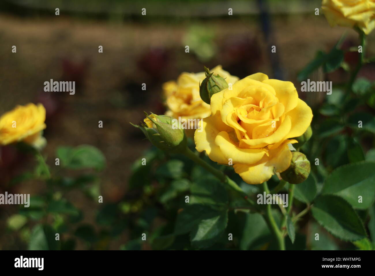 Yellow Rose Cactus High Resolution Stock Photography And Images Alamy