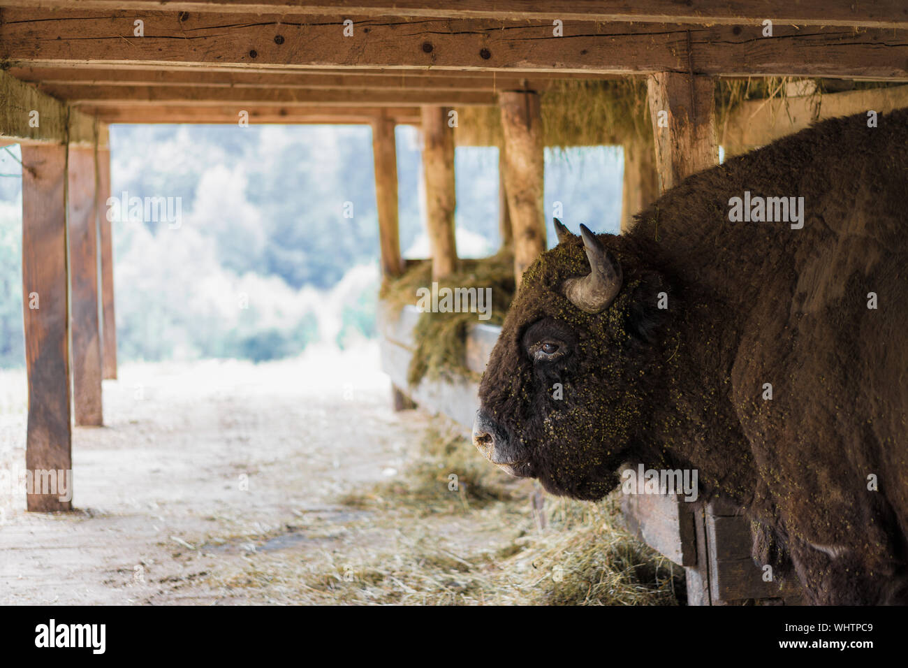 Close up farm animal hi-res stock photography and images - Alamy