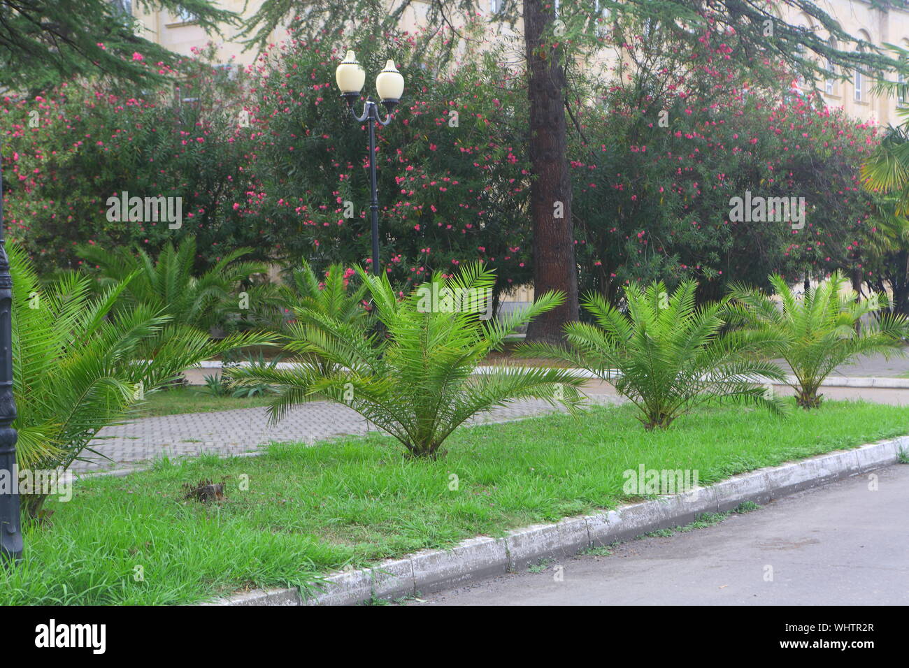Summer landscape with palm trees Stock Photo - Alamy