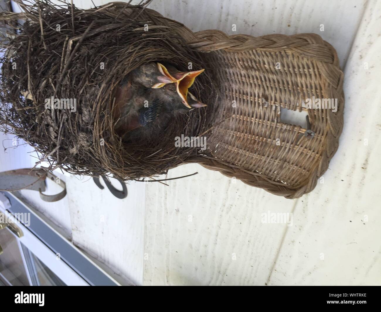 High Angle View Of Young Birds In Nest At Balcony Stock Photo Alamy