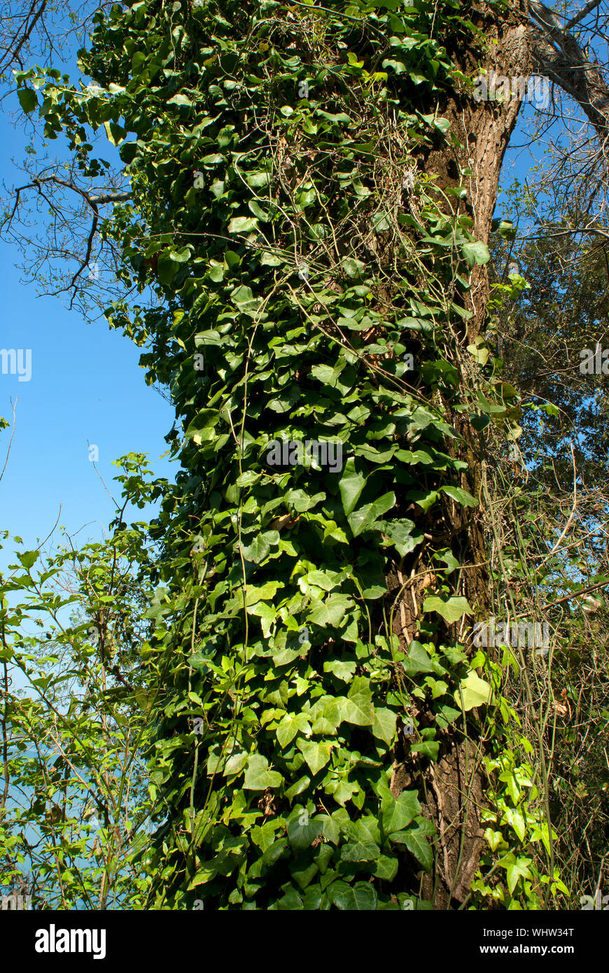 Tree covered by ivy (Hedera helix) on the shore of Lake Albano, Castelli  Romani Regional Park, Rome, Lazio, Italy Stock Photo - Alamy