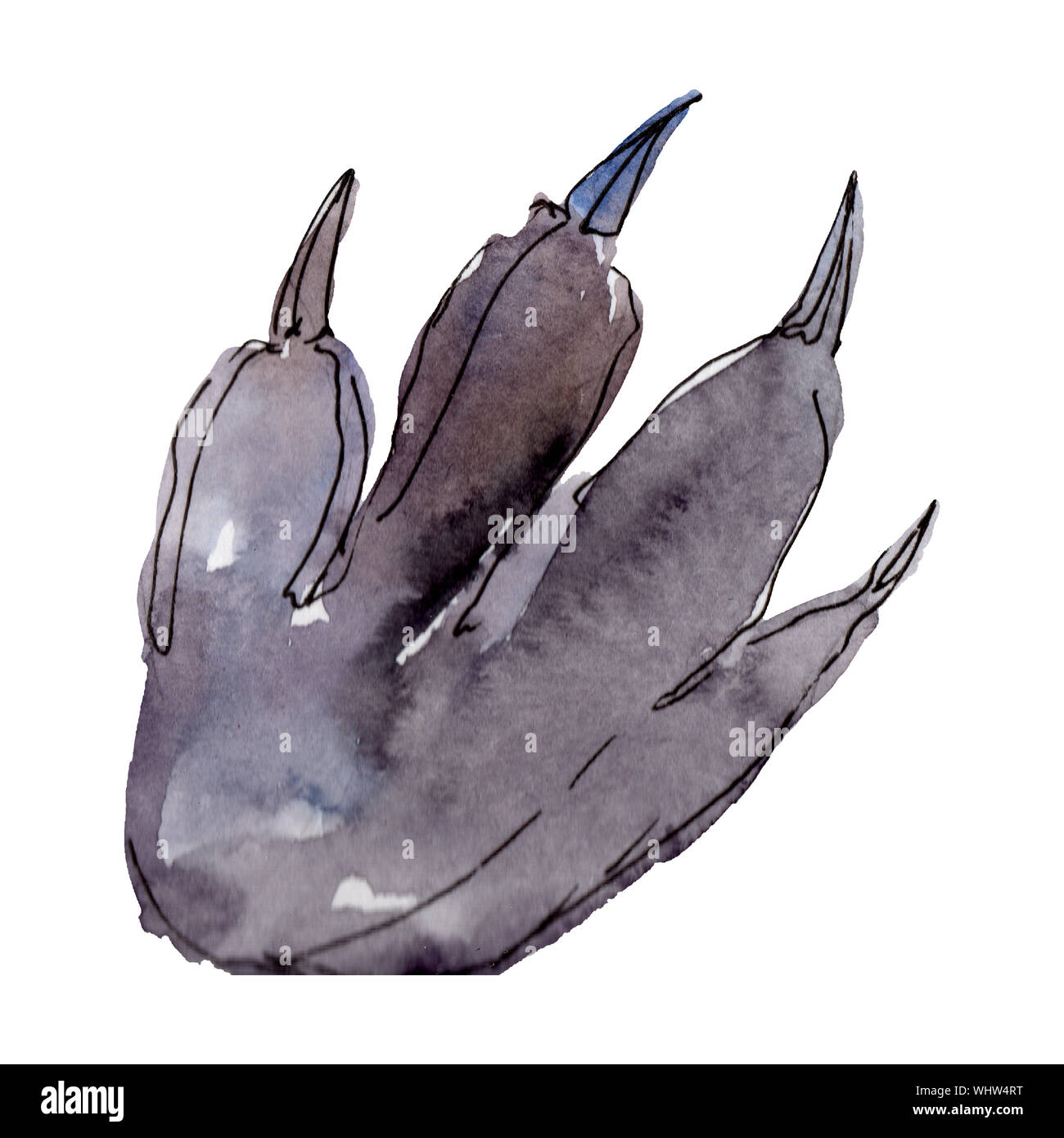 Rabbit hoof farm animal isolated. Watercolor background illustration ...