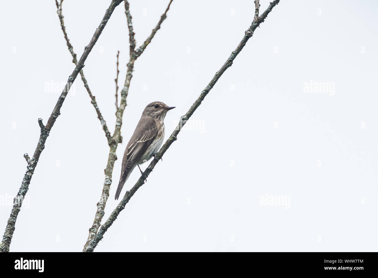 Spotted flycatcher, Muscicapa striata, in upper branches. Stock Photo