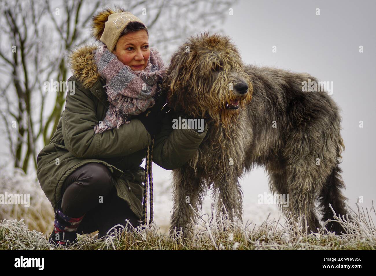 irish wolfhound labradoodle