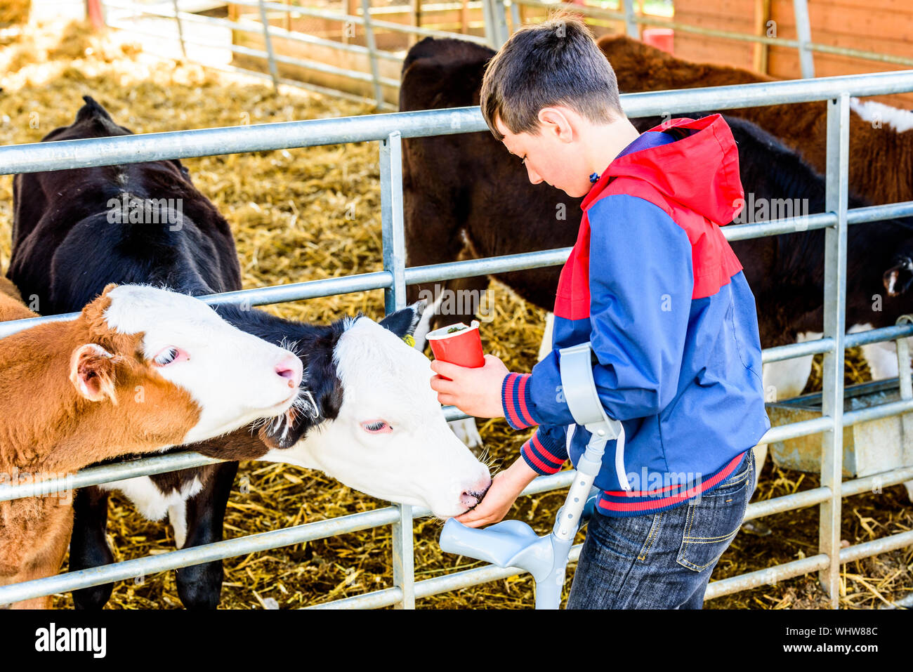 Boy feeding cow hires stock photography and images Alamy