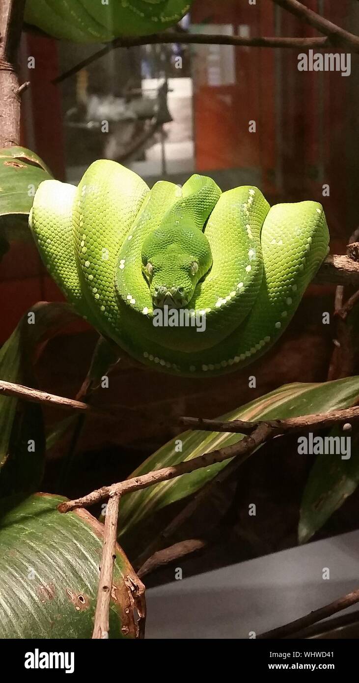 Python green pattern hi-res stock photography and images - Alamy