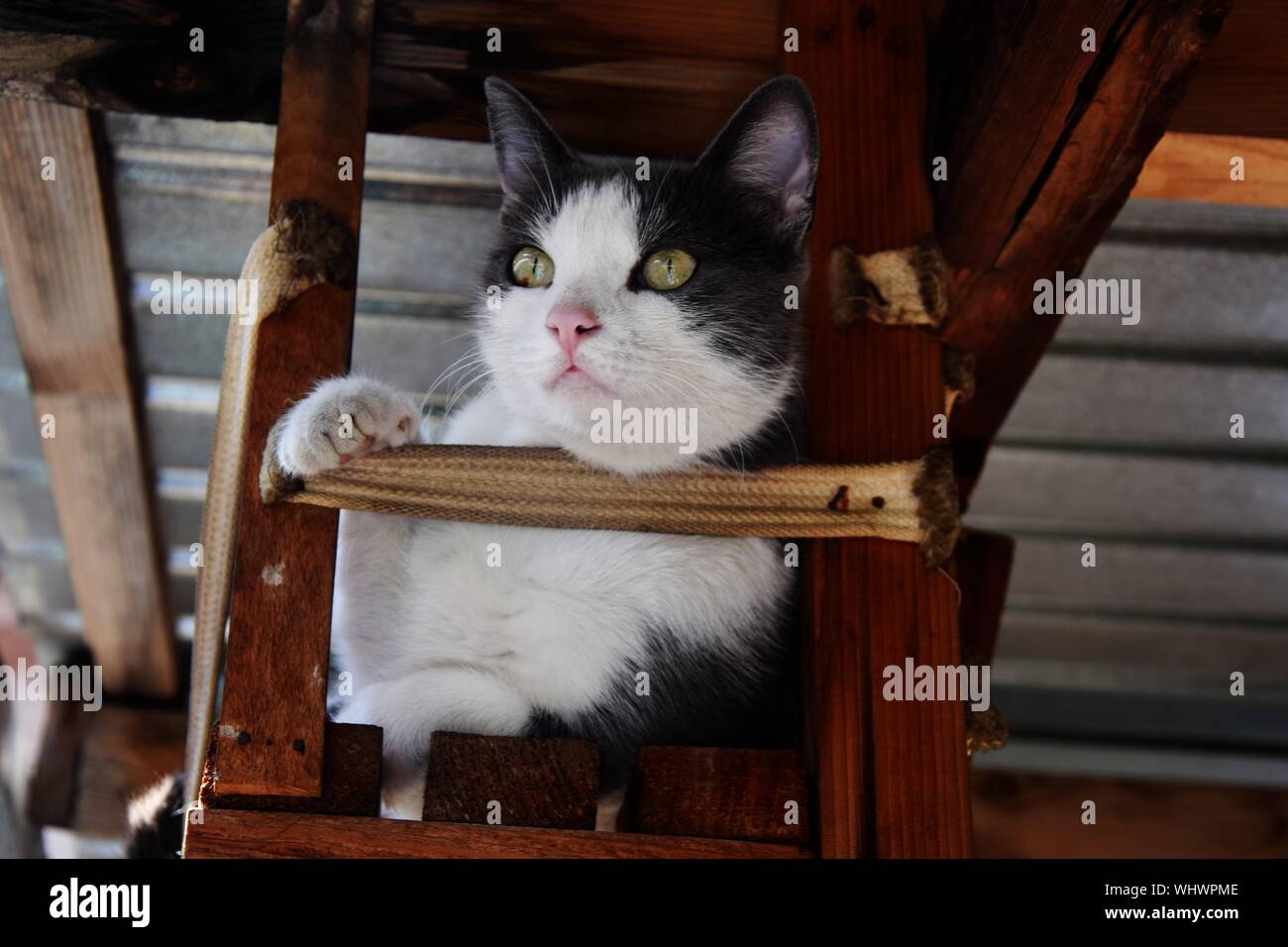 Cat Under The Table High Resolution Stock Photography and Images Alamy