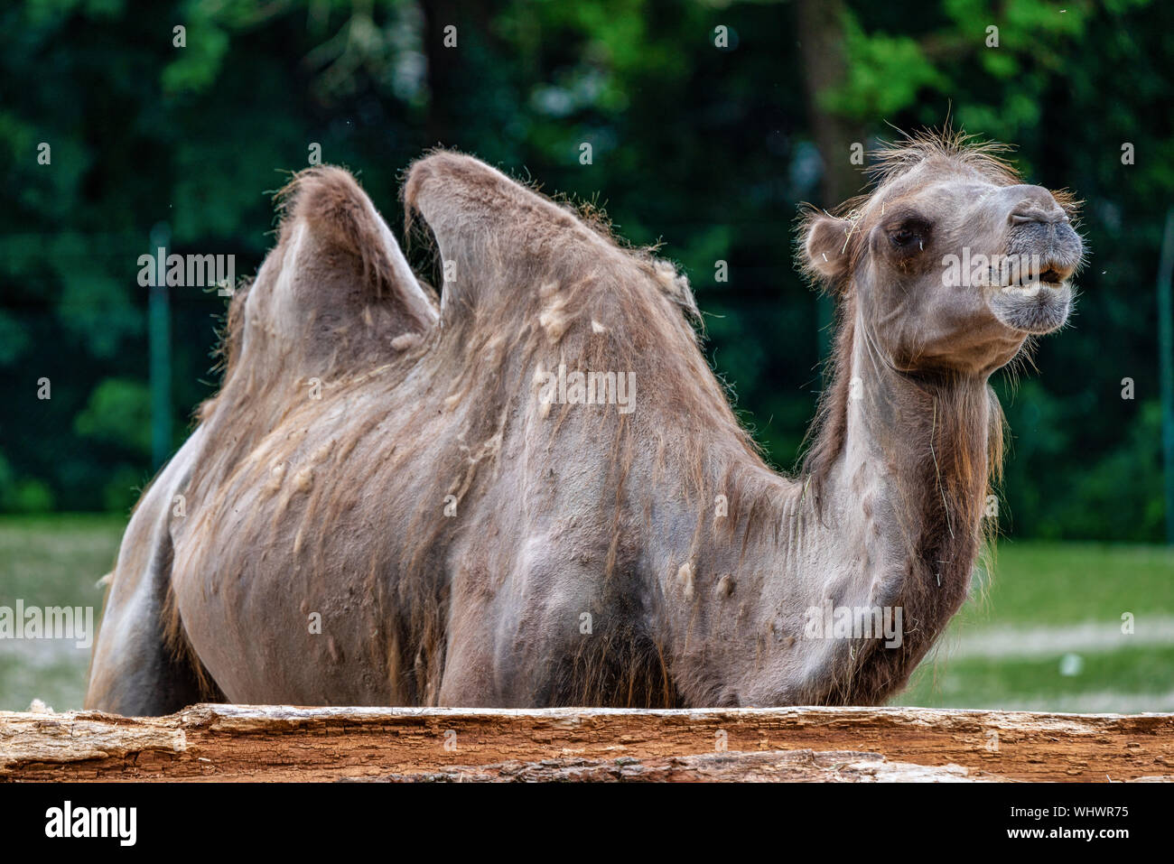 The Bactrian Camels Camelus Bactrianus Is A Large Even Toed Ungulate Native To The Steppes Of Central Asia The Bactrian Camel Has Two Humps On Its Stock Photo Alamy
