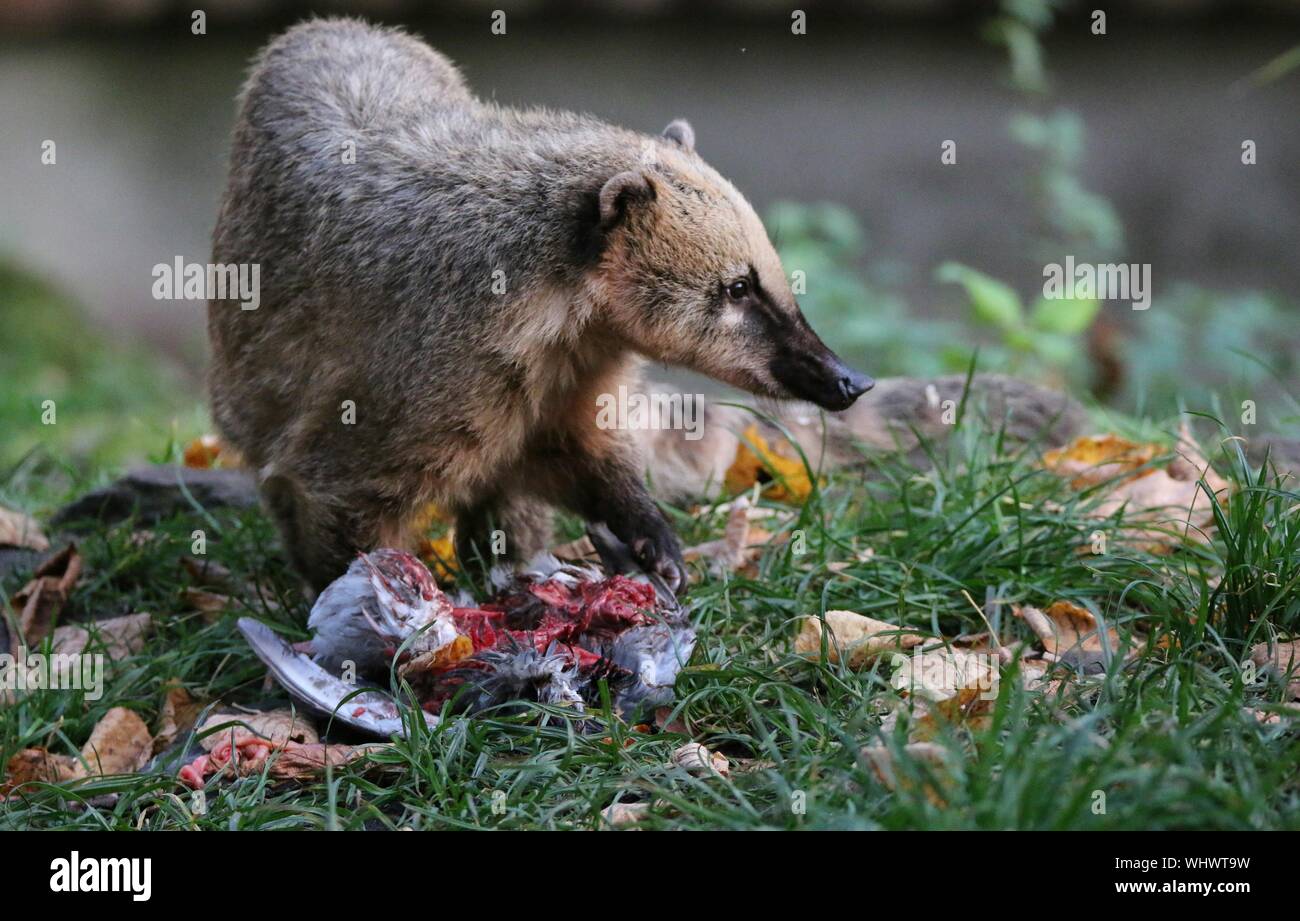 Close-up Of Small Animal Eating Stock Photo