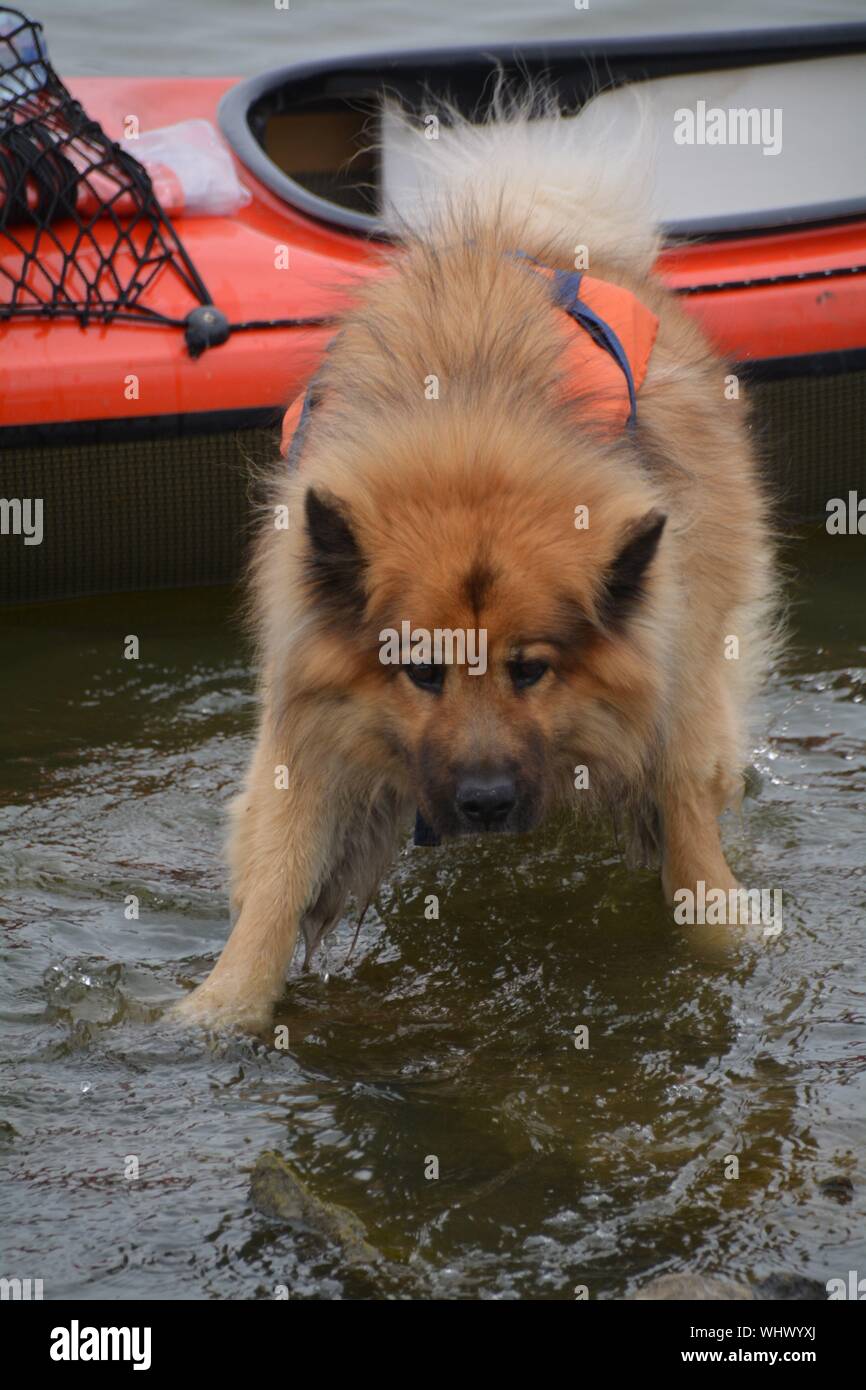 Boat dog life hires stock photography and images Alamy