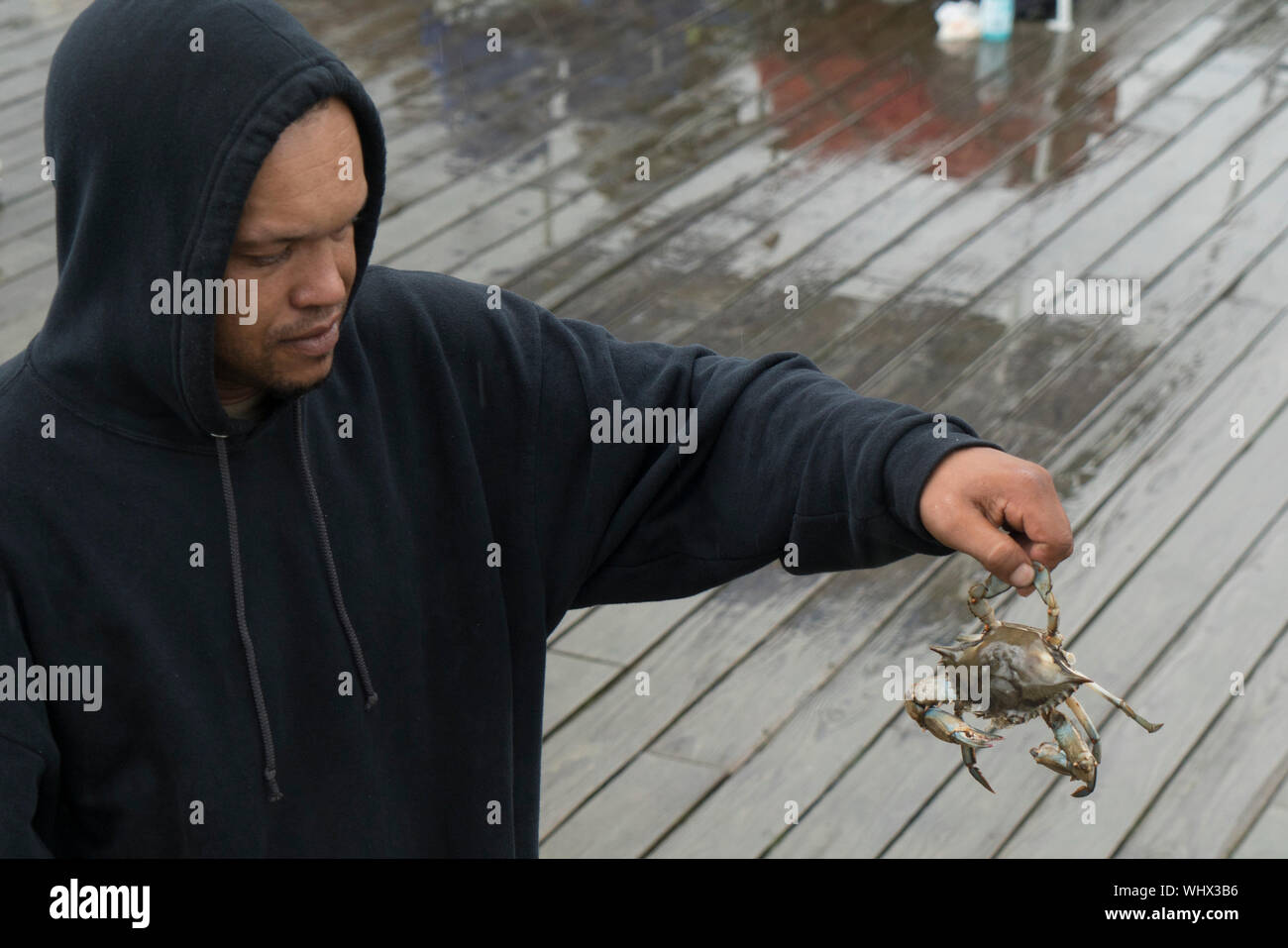 A fisherman holding a blue crab that he just caught in the Hudson River at Bear Mountain in the Hudson Highlands region of New York State. Stock Photo