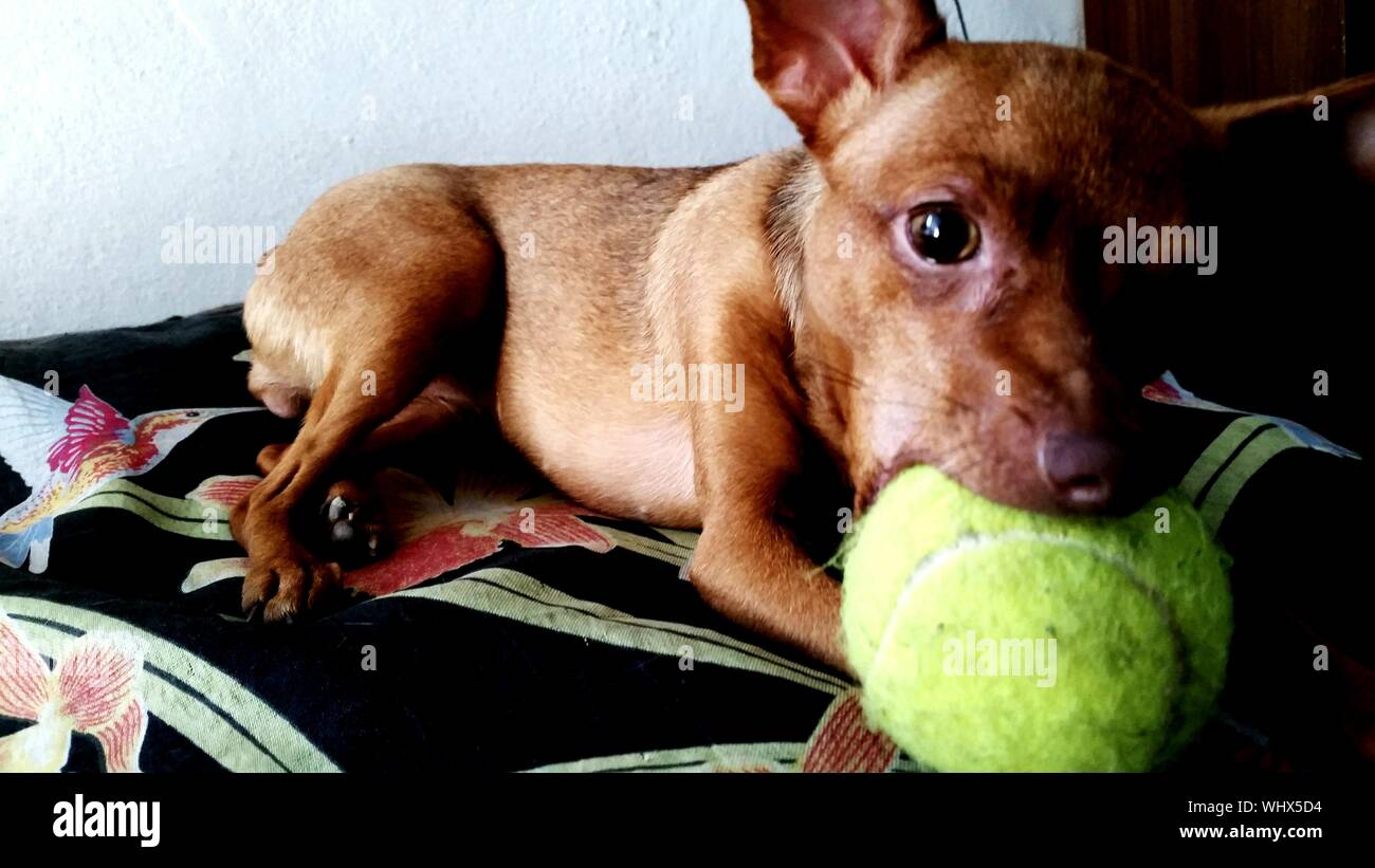 Dog biting ball hires stock photography and images Alamy