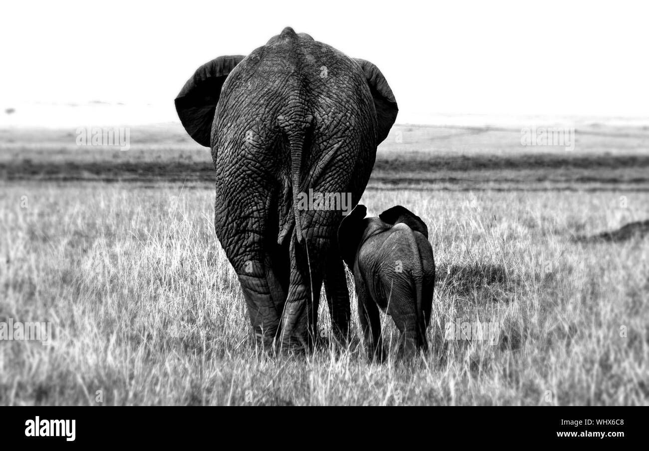 Rear View Of Elephants High Resolution Stock Photography and Images - Alamy
