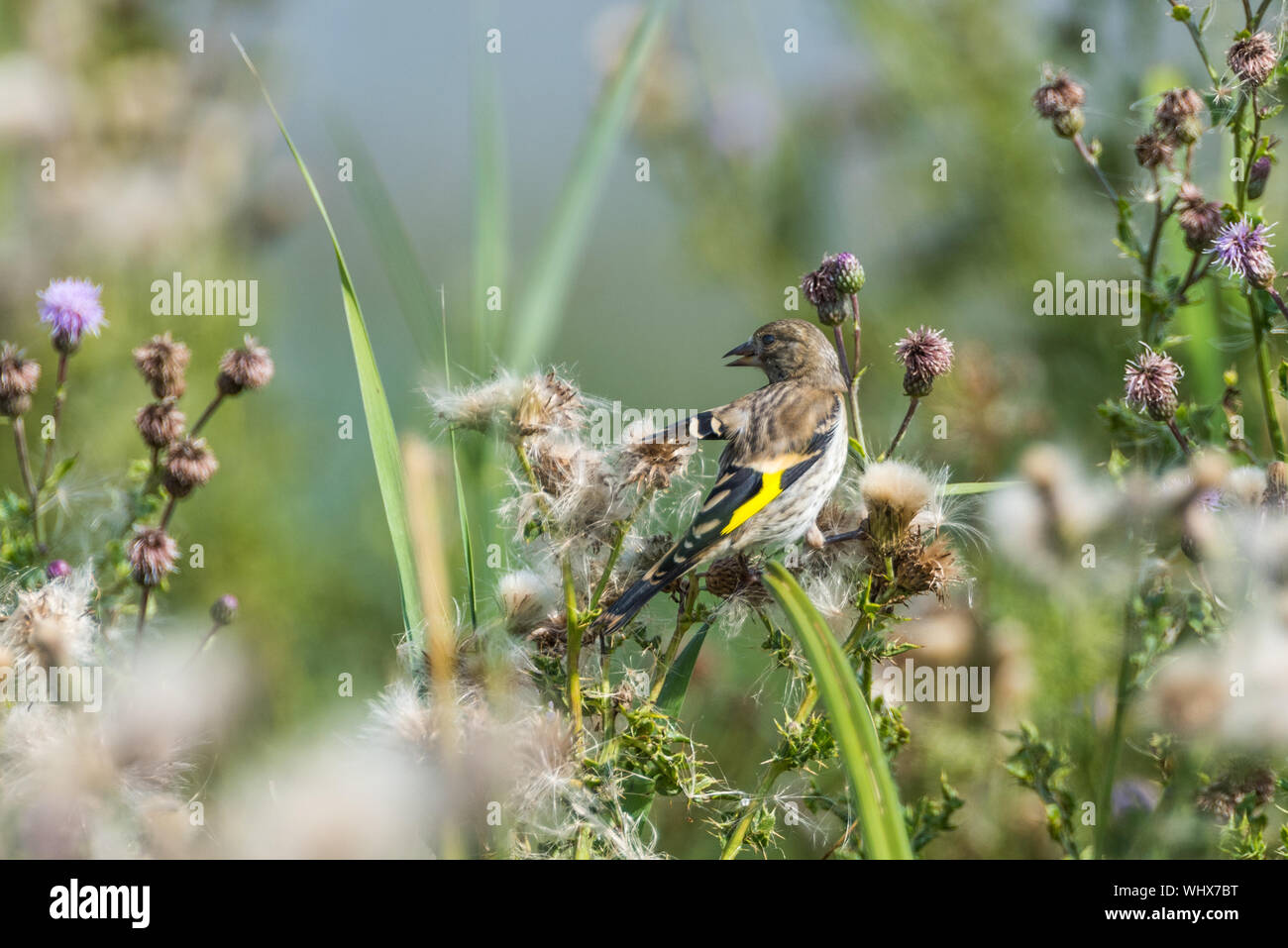 Juvenile Goldfinch feeding on thistle seeds Stock Photo