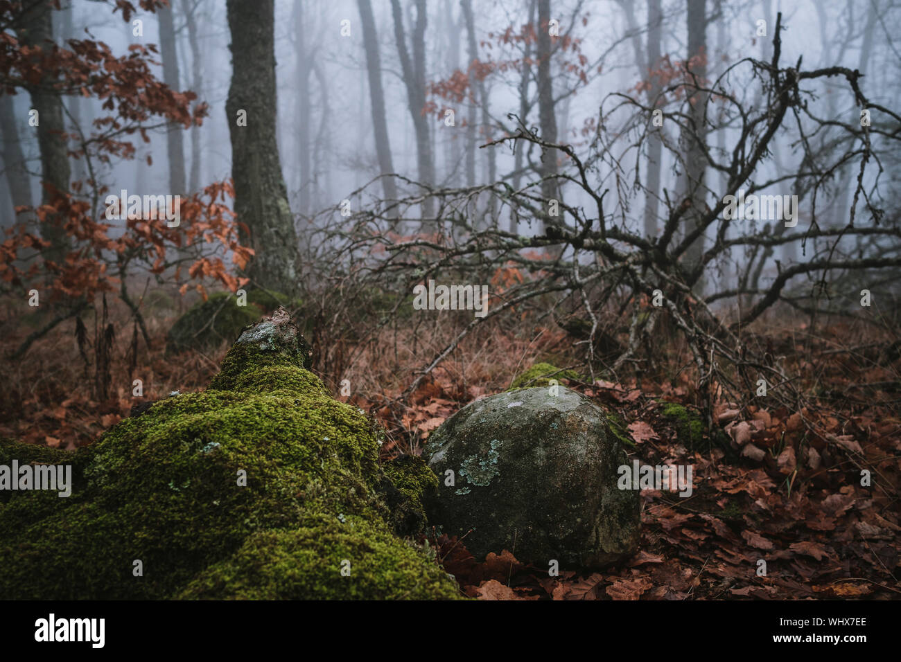 Forest In The Fog Dark Misty Forest In Southern Germany At Late Autumn Background Illustration Concept Stock Photo Alamy