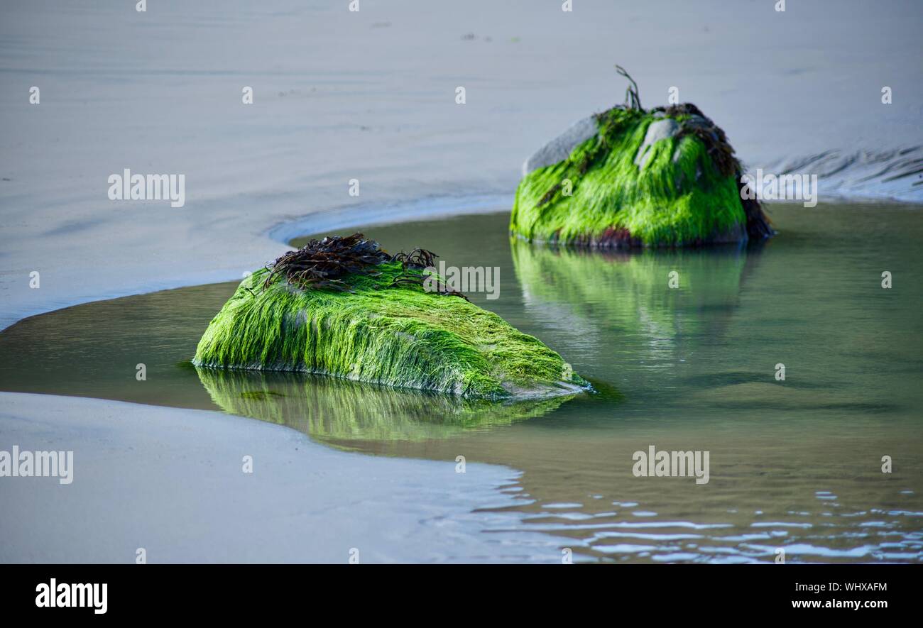 Green algae (ulva intestinalis) covering boulder Stock Photo