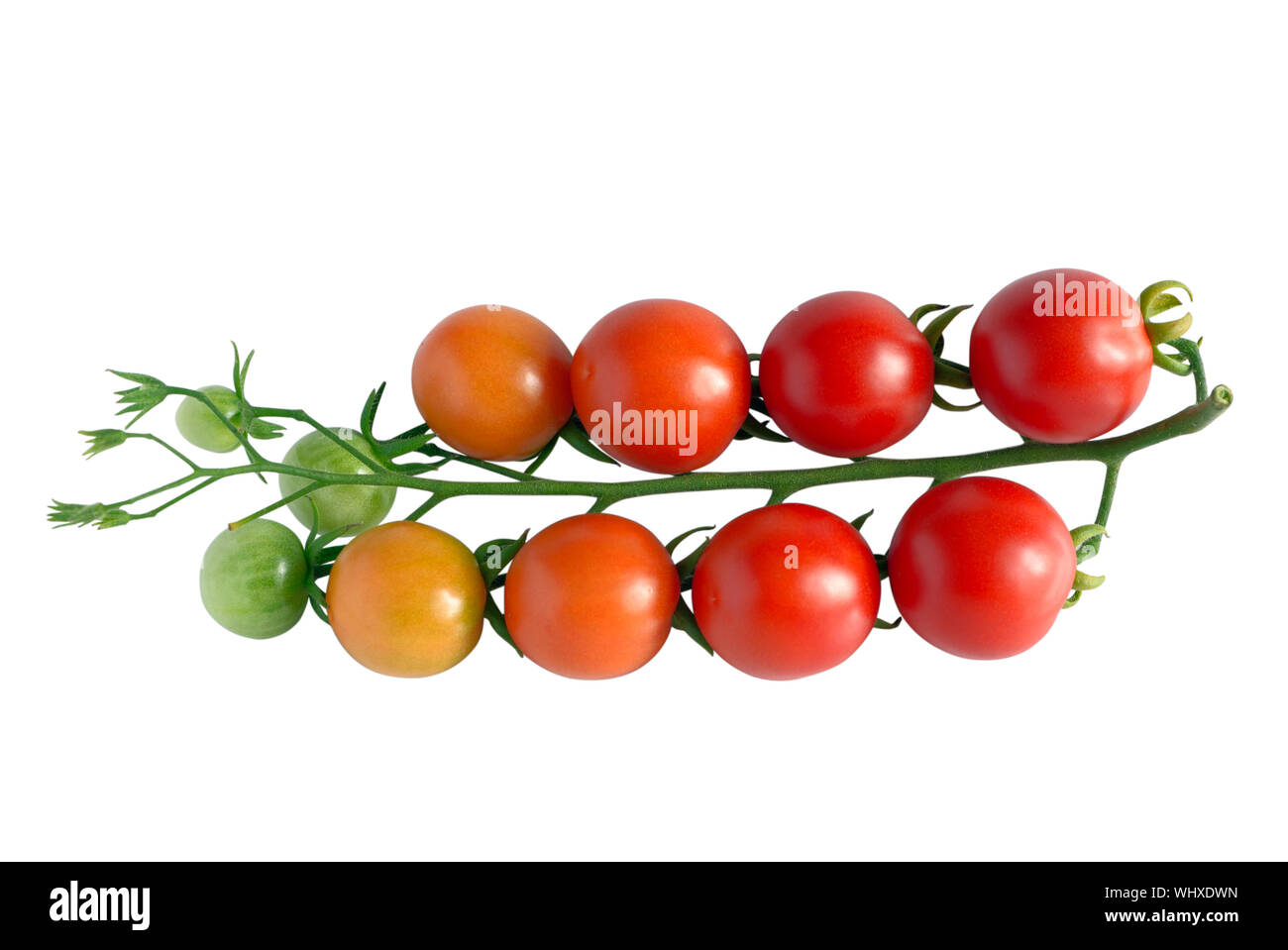 Branch of cherry tomatoes with ripe, unripe and green fruits, isolated on white, top view Stock Photo