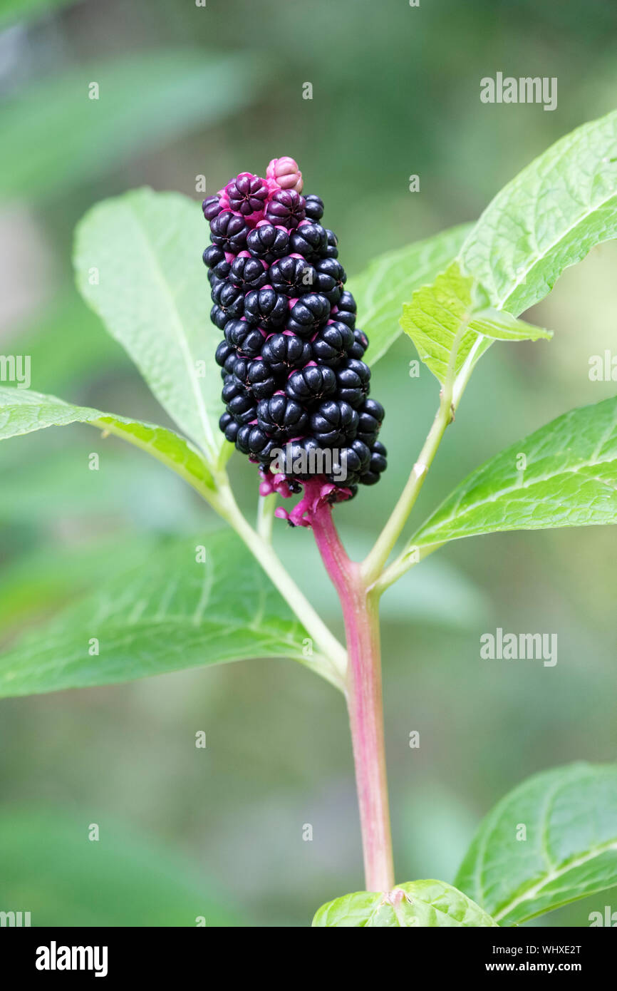 Autumnal berries of Phytolacca americana, also known as American pokeweed, pokeweed, poke sallet, or poke salad Stock Photo