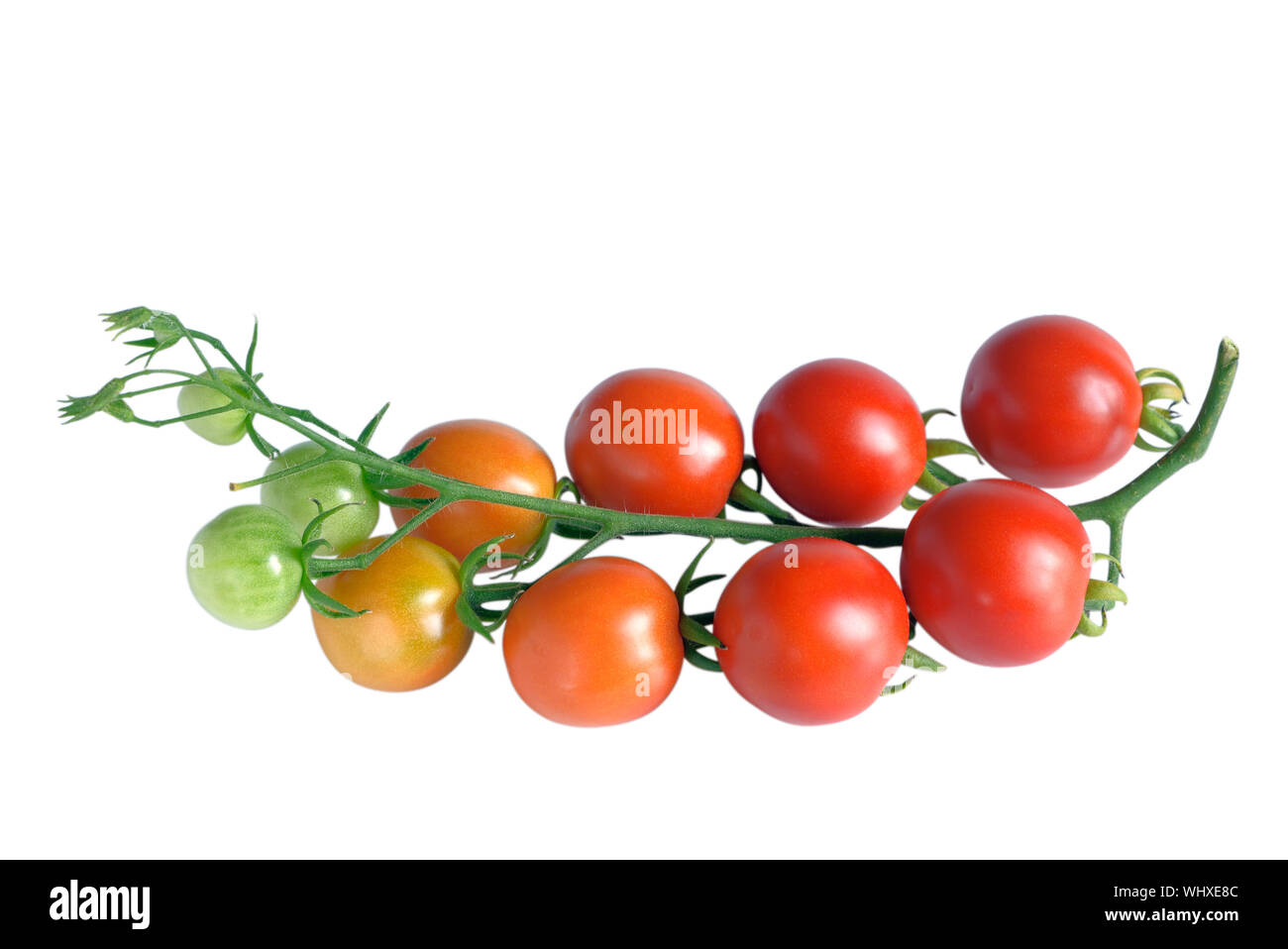 Branch of cherry tomatoes with ripe, unripe and green fruits, isolated on white Stock Photo