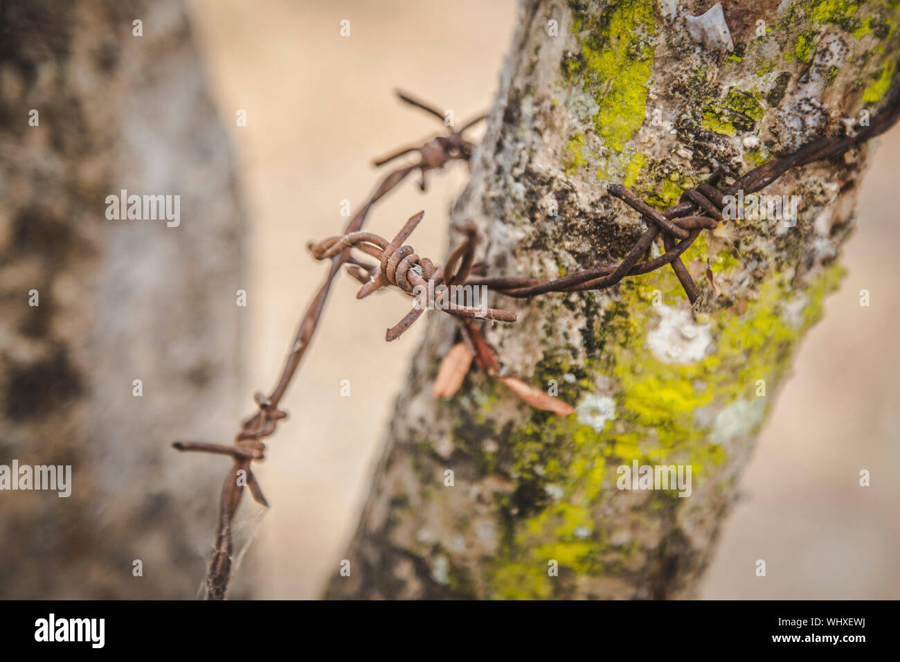 Barbed wire and tree hires stock photography and images Alamy