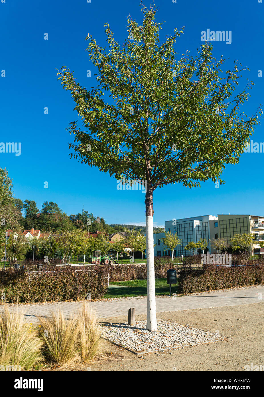 Alone growing tree. Clear weather. Rural area. Stock Photo