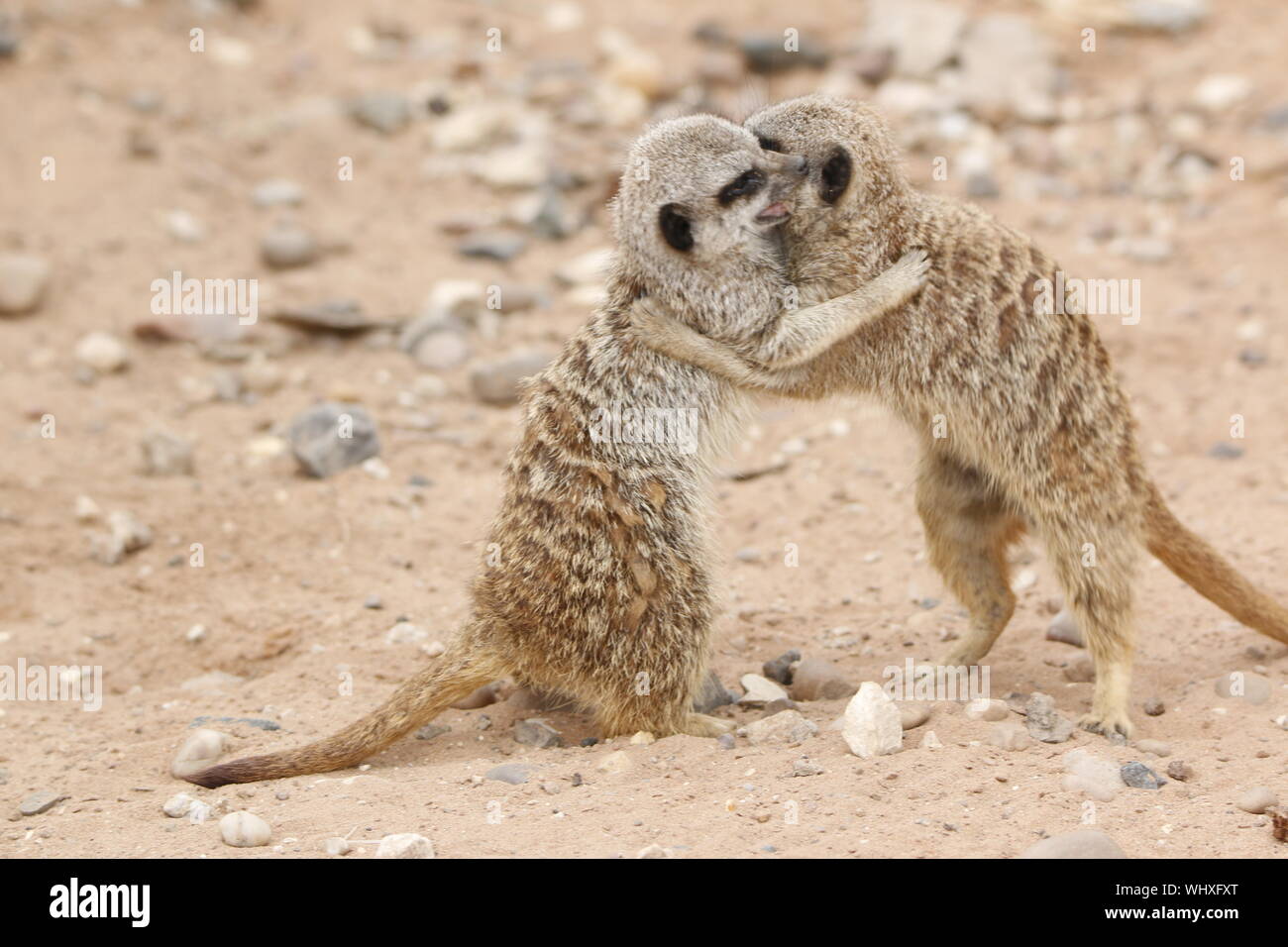 Close-up Of Two Funny Wild Animals Stock Photo - Alamy Close-up Of Two Funny Wild Animals Stock Photo - Alamy