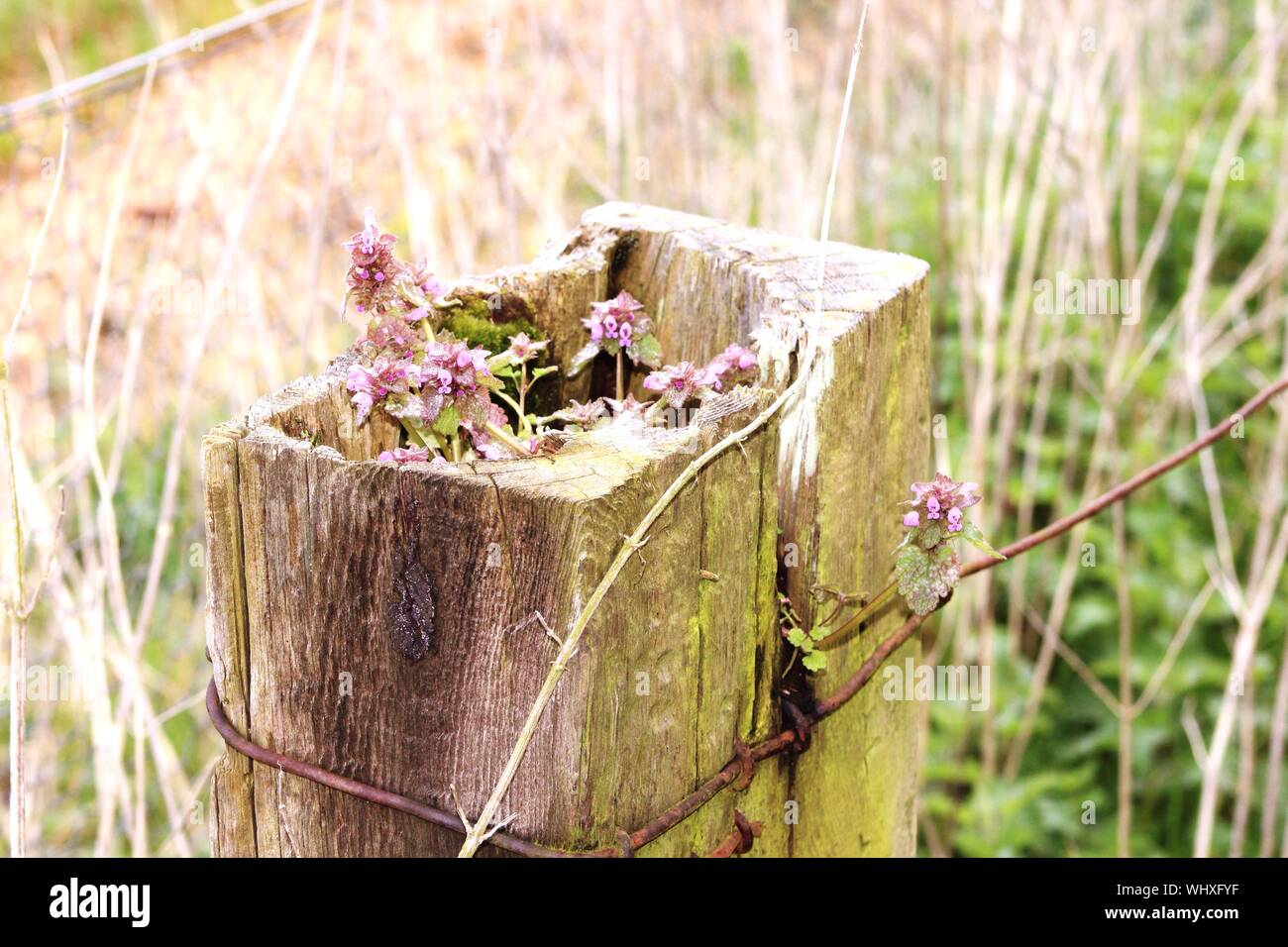 Fence Post Flowers High Resolution Stock Photography and Images Alamy