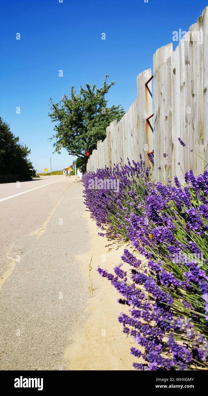Sunny fence flowers flower hi-res stock photography and images - Alamy